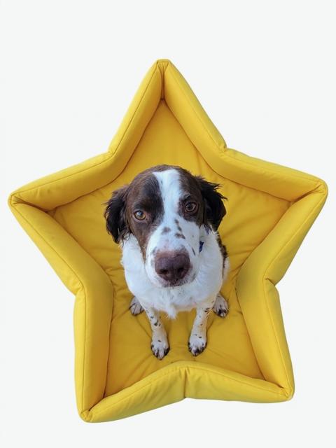 Enlarge UT/Ripley, a Adoptable Brittany Spaniel in Salt Lake City, UT image 3/3