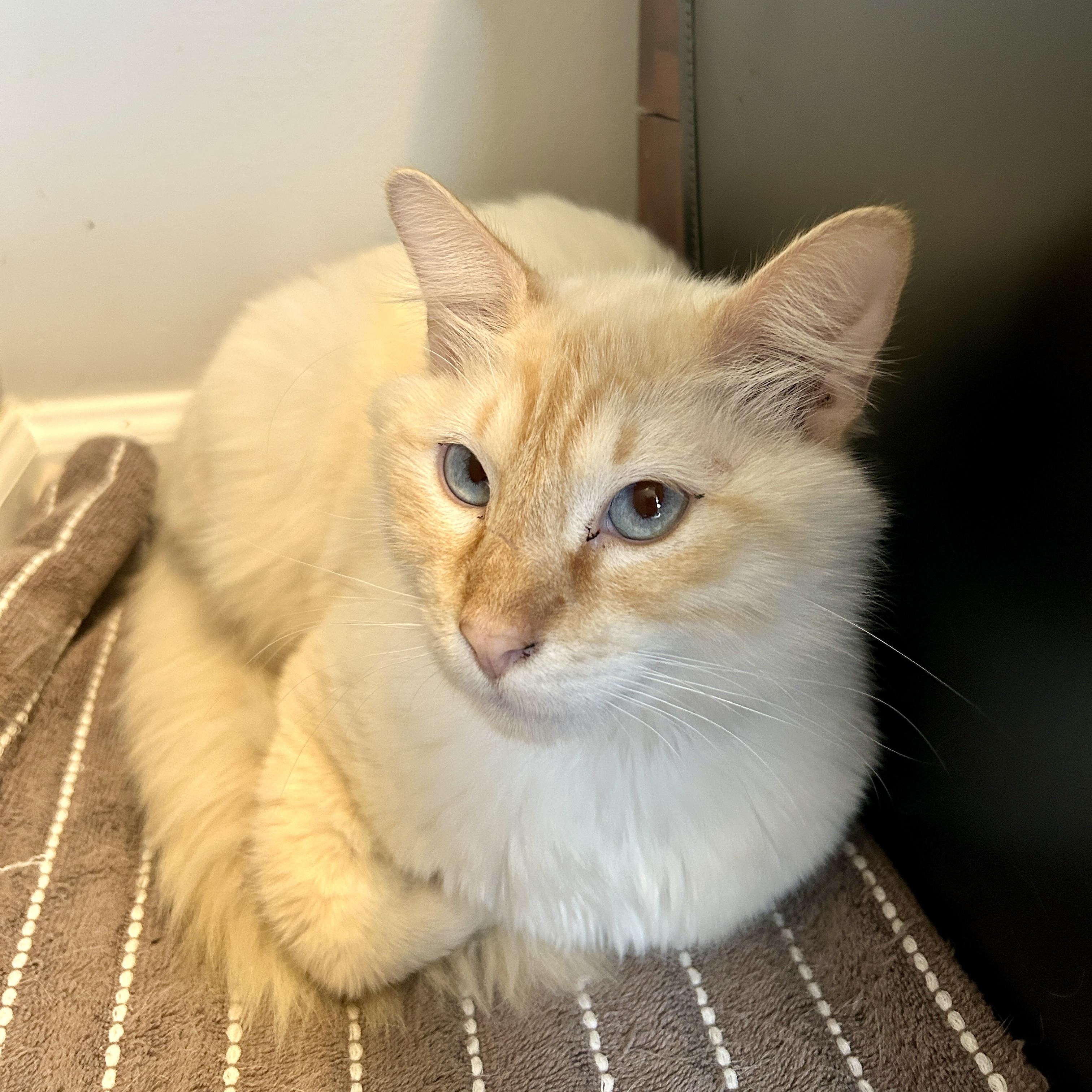 Gary, adopted, Adult Male Balinese & Siamese.