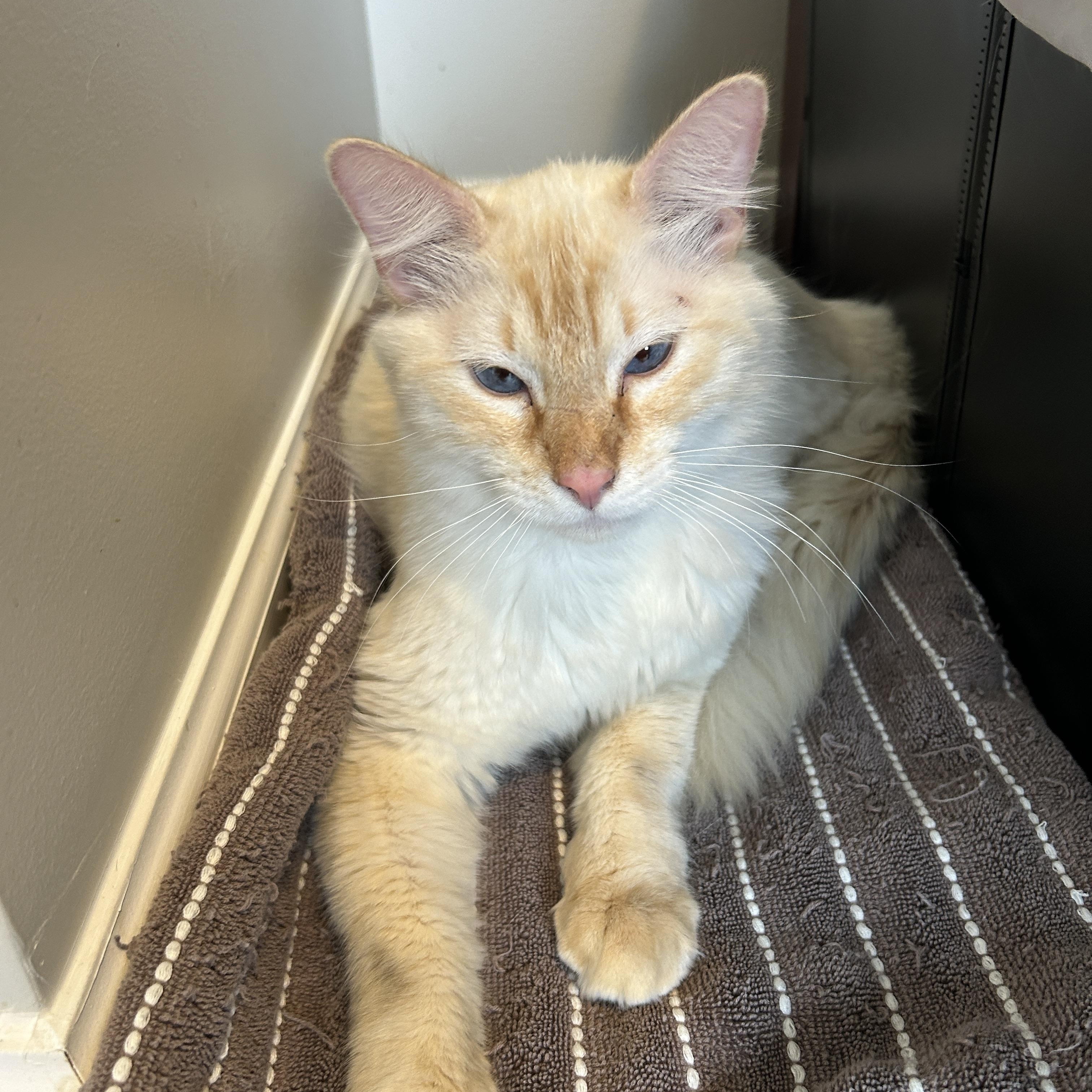 Enlarge Gary, an adopted mixed breed in Lancaster, PA image 3/4