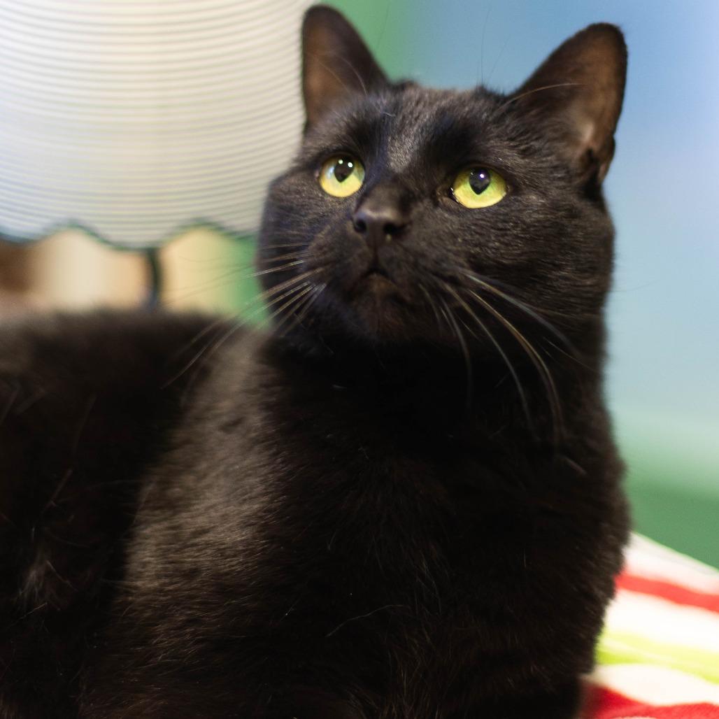 Sunshine, Adoptable, Adult Female Domestic Short Hair.
