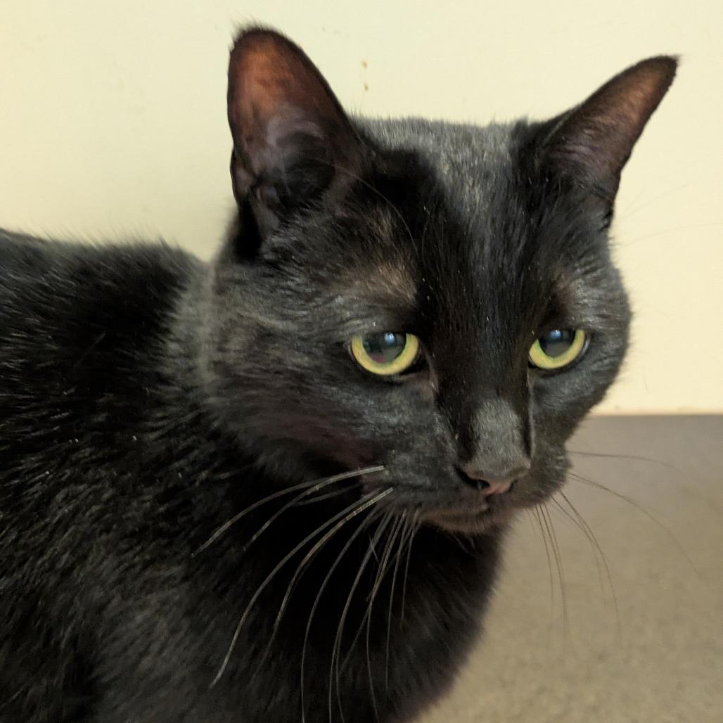 Sunshine, a Adoptable Domestic Short Hair in South Burlington, VT image 2/6