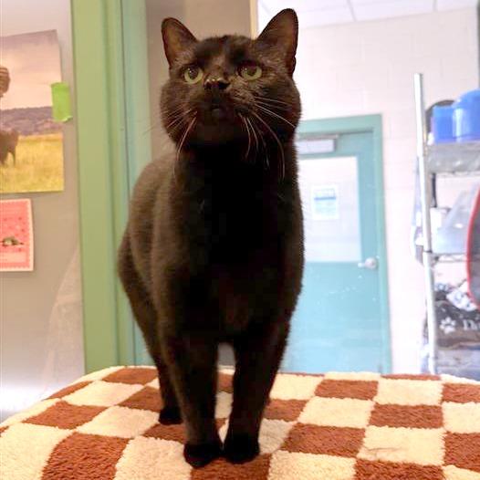 Sunshine, a Adoptable Domestic Short Hair in South Burlington, VT image 3/6
