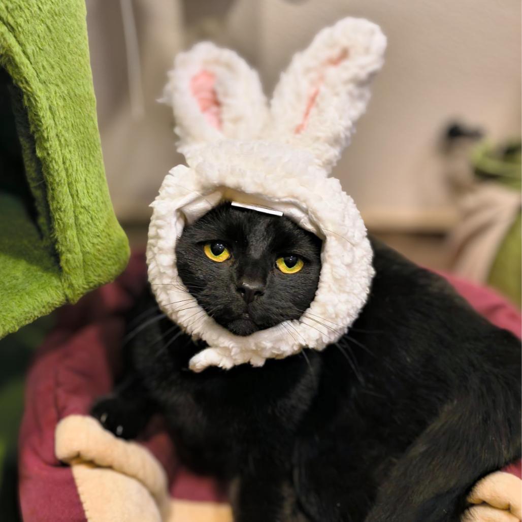 Sunshine, a Adoptable Domestic Short Hair in South Burlington, VT image 4/6