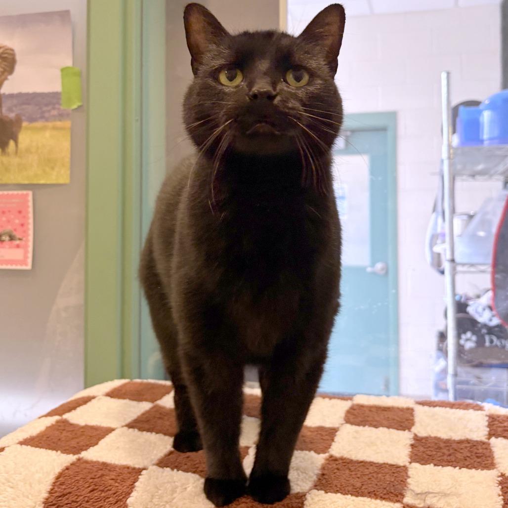 Sunshine, a Adoptable Domestic Short Hair in South Burlington, VT image 5/6