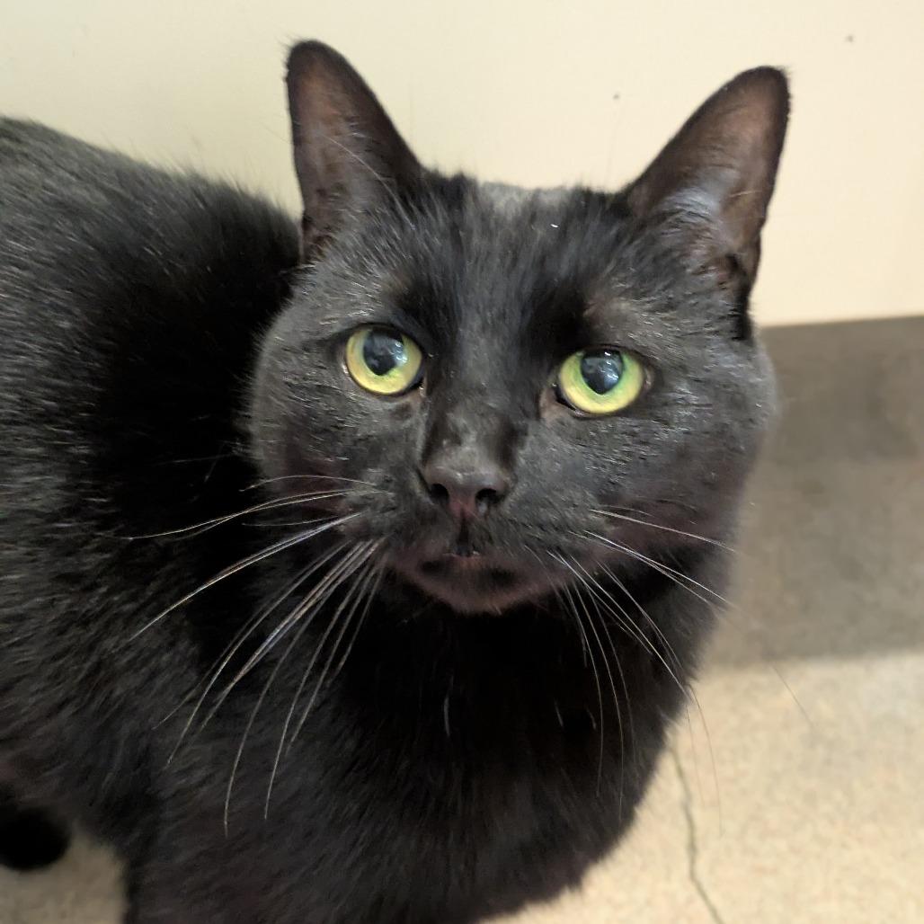 Sunshine, a Adoptable Domestic Short Hair in South Burlington, VT image 6/6