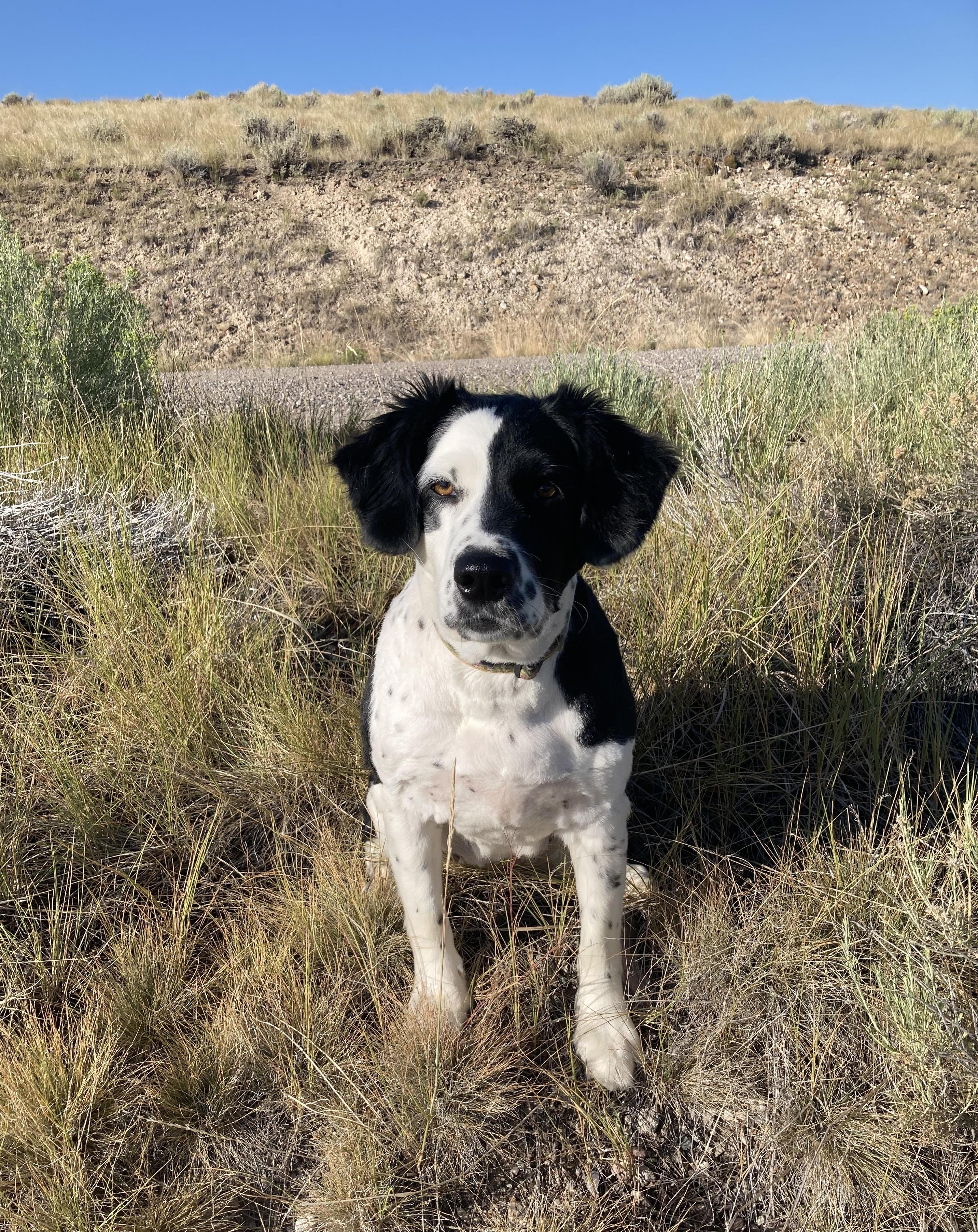 Rio - NOT at the Shelter - Contact Info. in Bio, an adoptable Border Collie in Butte, MT, 59701 | Photo Image 3