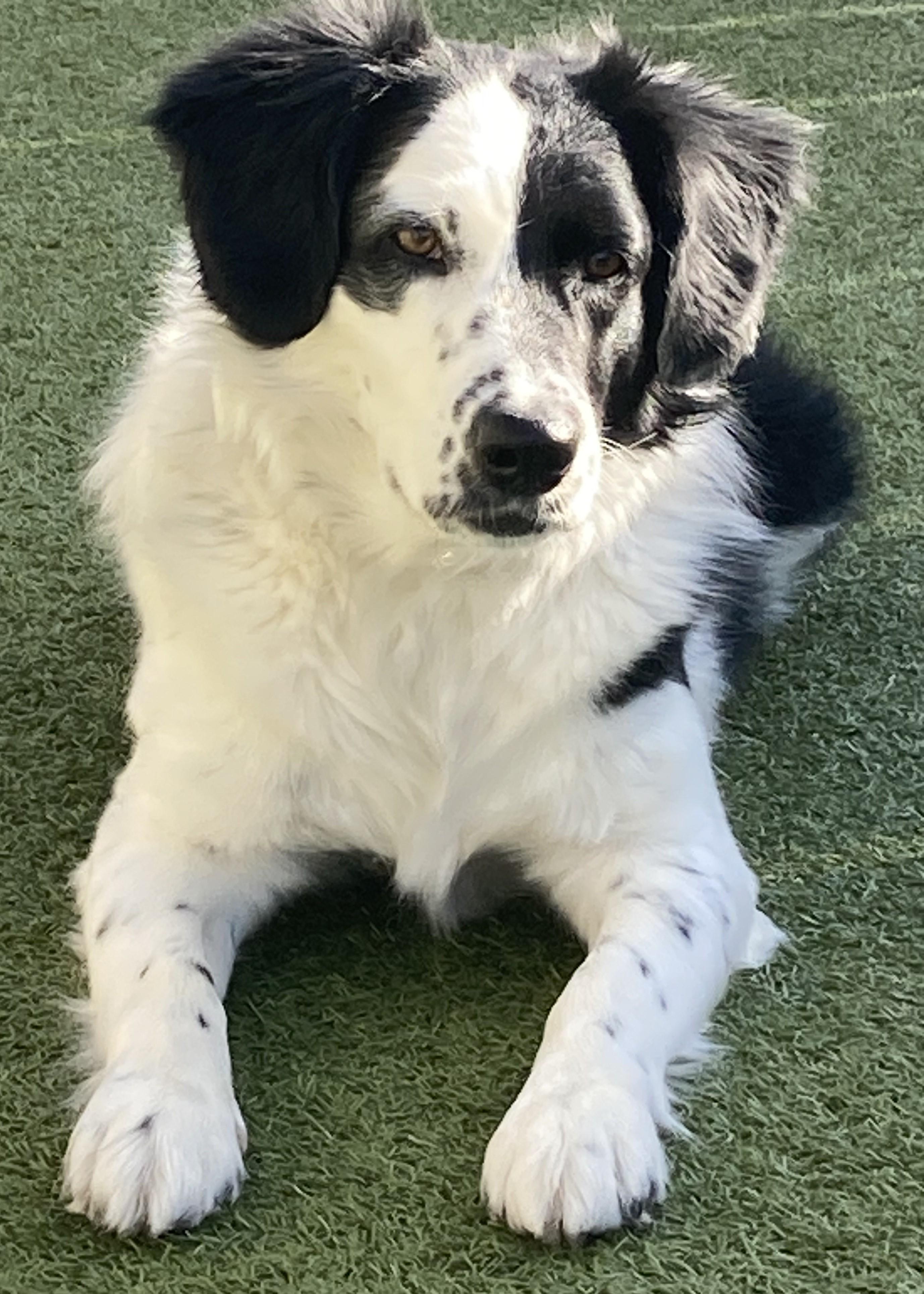 Rio - NOT at the Shelter - Contact Info. in Bio, an adoptable Border Collie in Butte, MT, 59701 | Photo Image 4