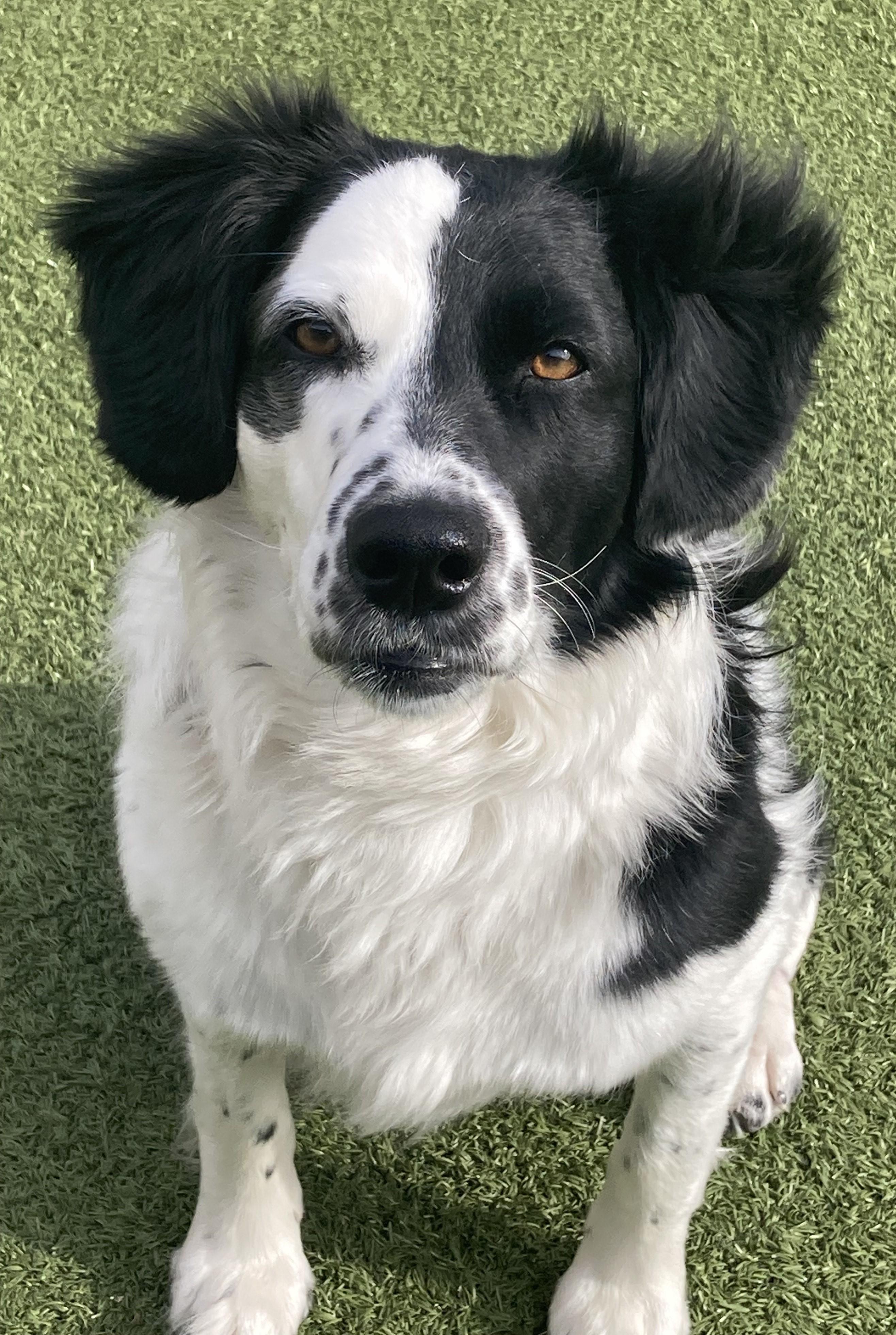 Rio - NOT at the Shelter - Contact Info. in Bio, an adoptable Border Collie in Butte, MT, 59701 | Photo Image 2
