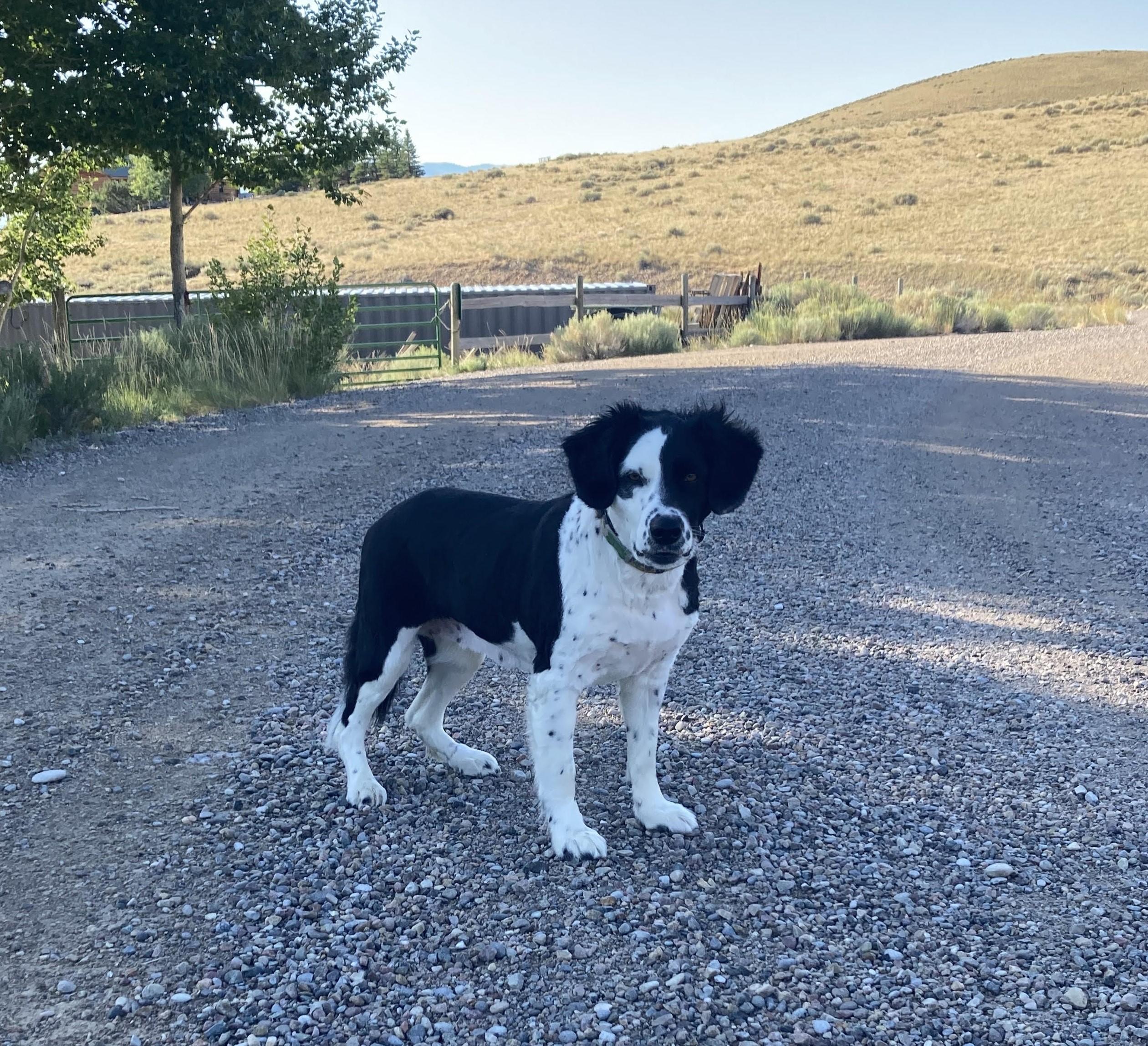 Rio - NOT at the Shelter - Contact Info. in Bio, an adoptable Border Collie in Butte, MT, 59701 | Photo Image 5