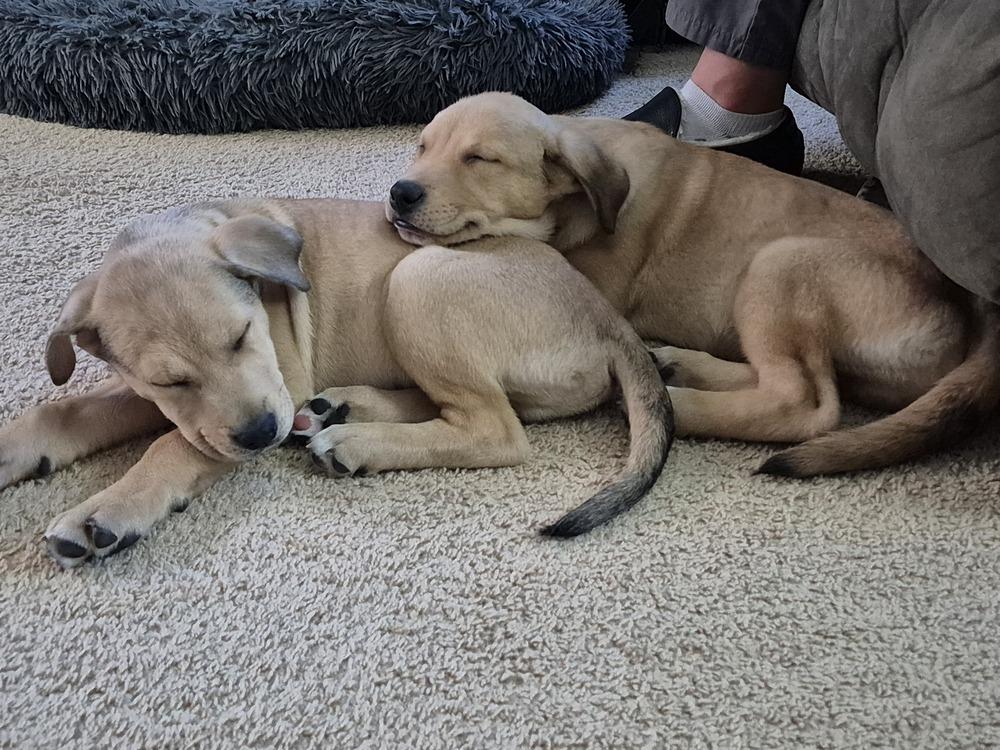 Bandit V, Adoptable, Puppy Male German Shepherd Dog.