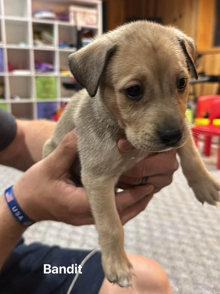 Bandit V, a Adoptable mixed breed in Fredonia, WI image 1/2