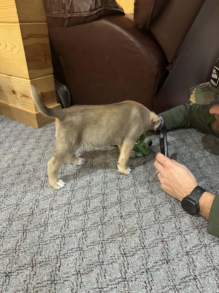 Bandit V, a Adoptable mixed breed in Fredonia, WI image 2/2