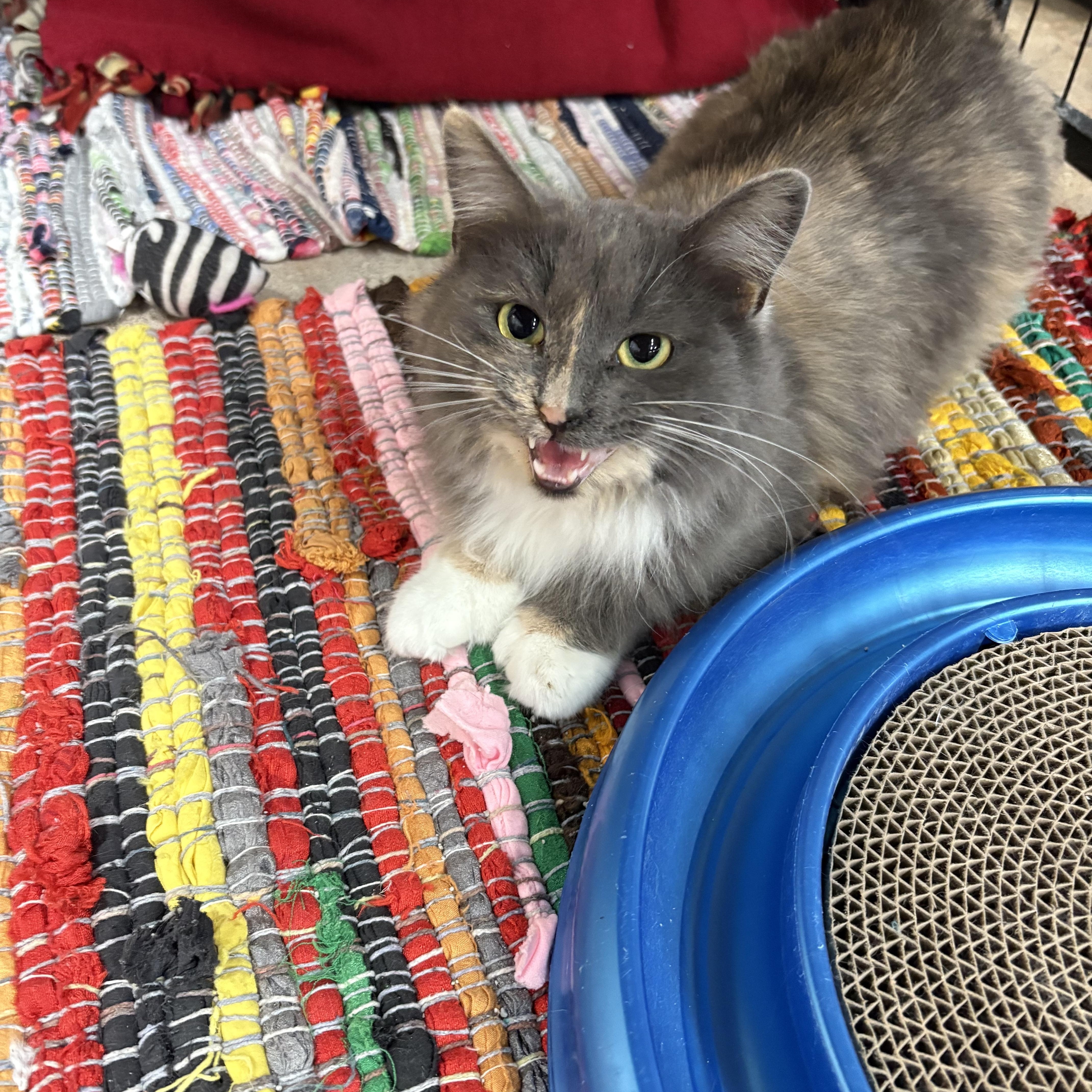 Hemi, a Adoptable Domestic Medium Hair in Faribault, MN image 1/2