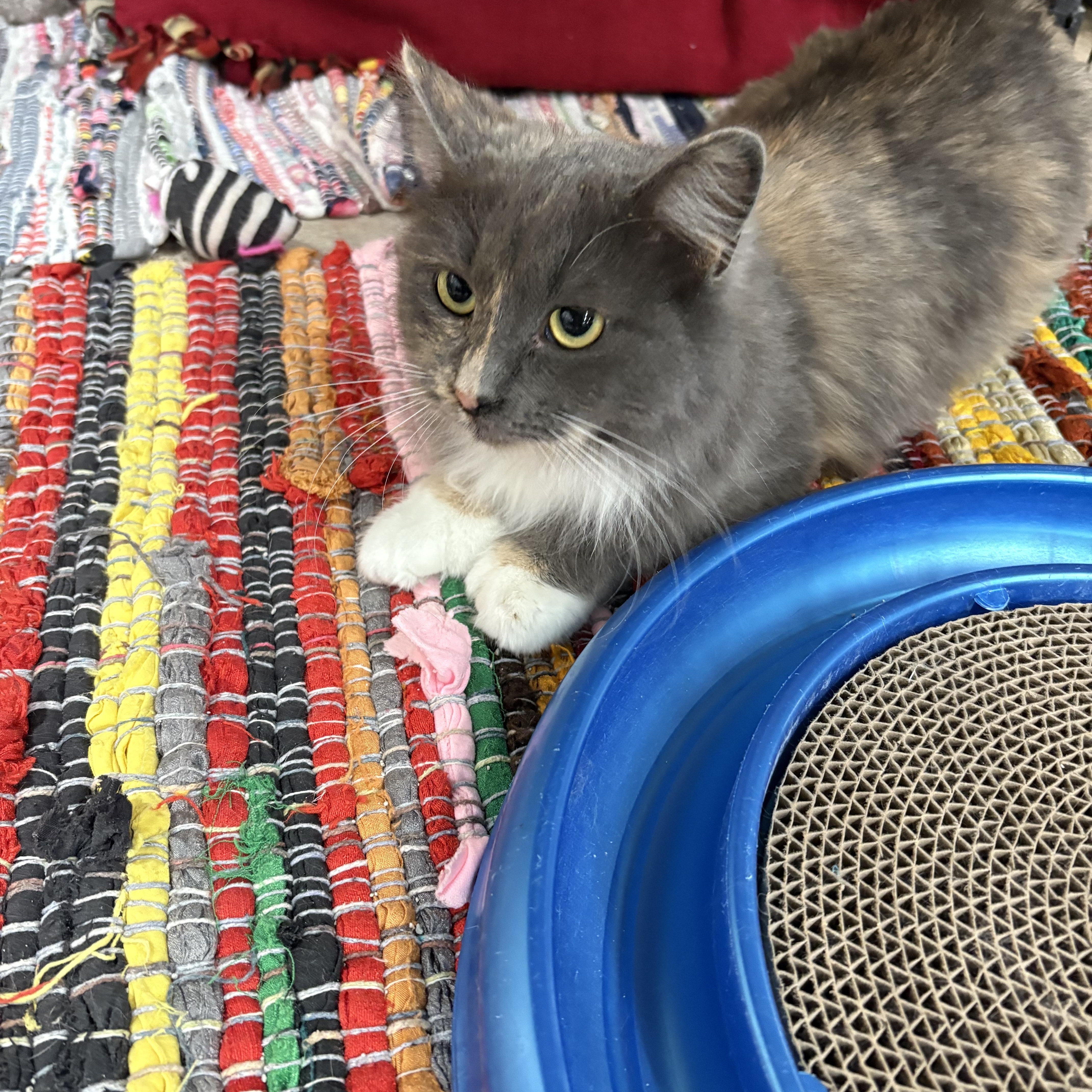Hemi, a Adoptable Domestic Medium Hair in Faribault, MN image 2/2