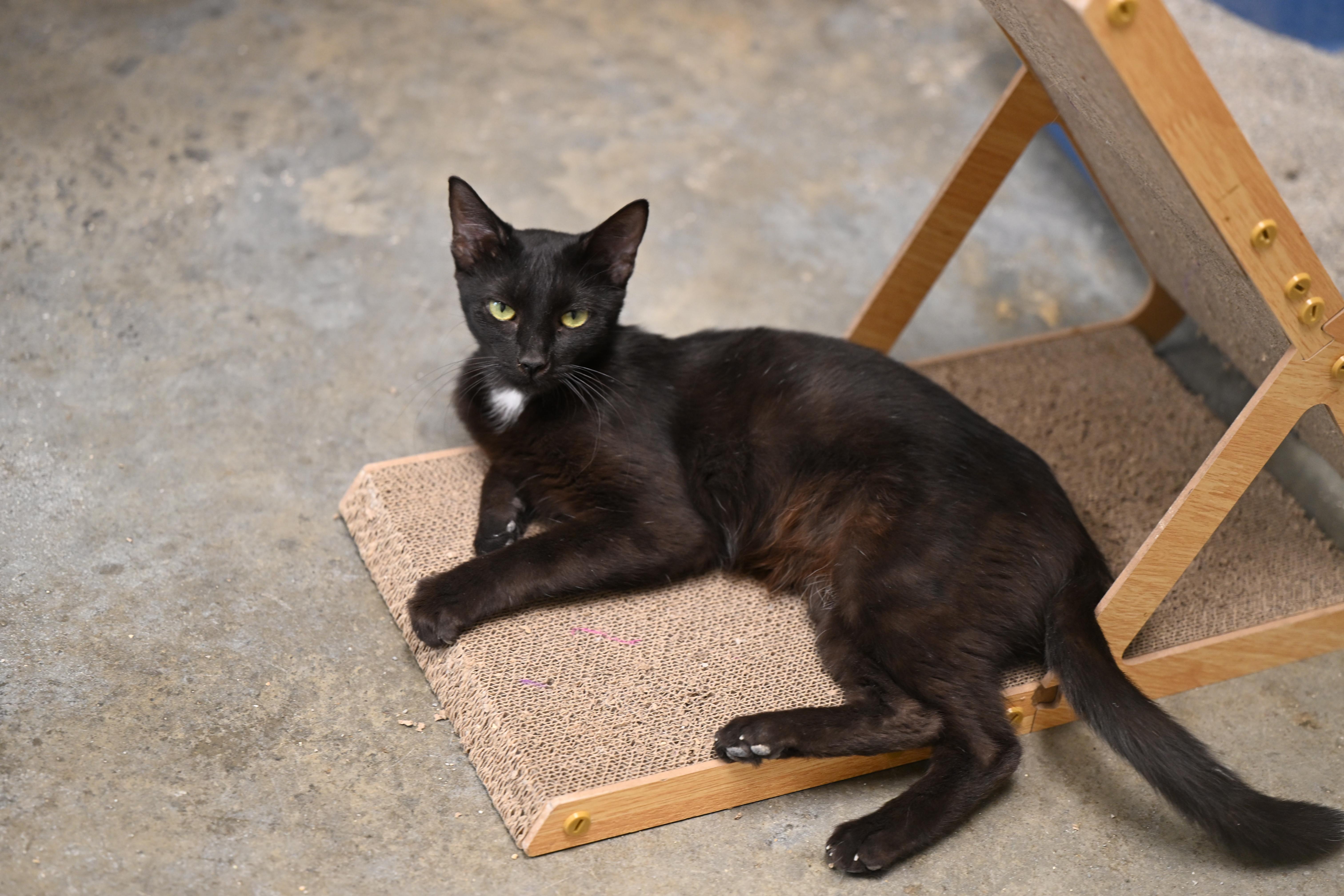 Enlarge Elvira, a Adoptable mixed breed in Hot Springs, AR image 2/2