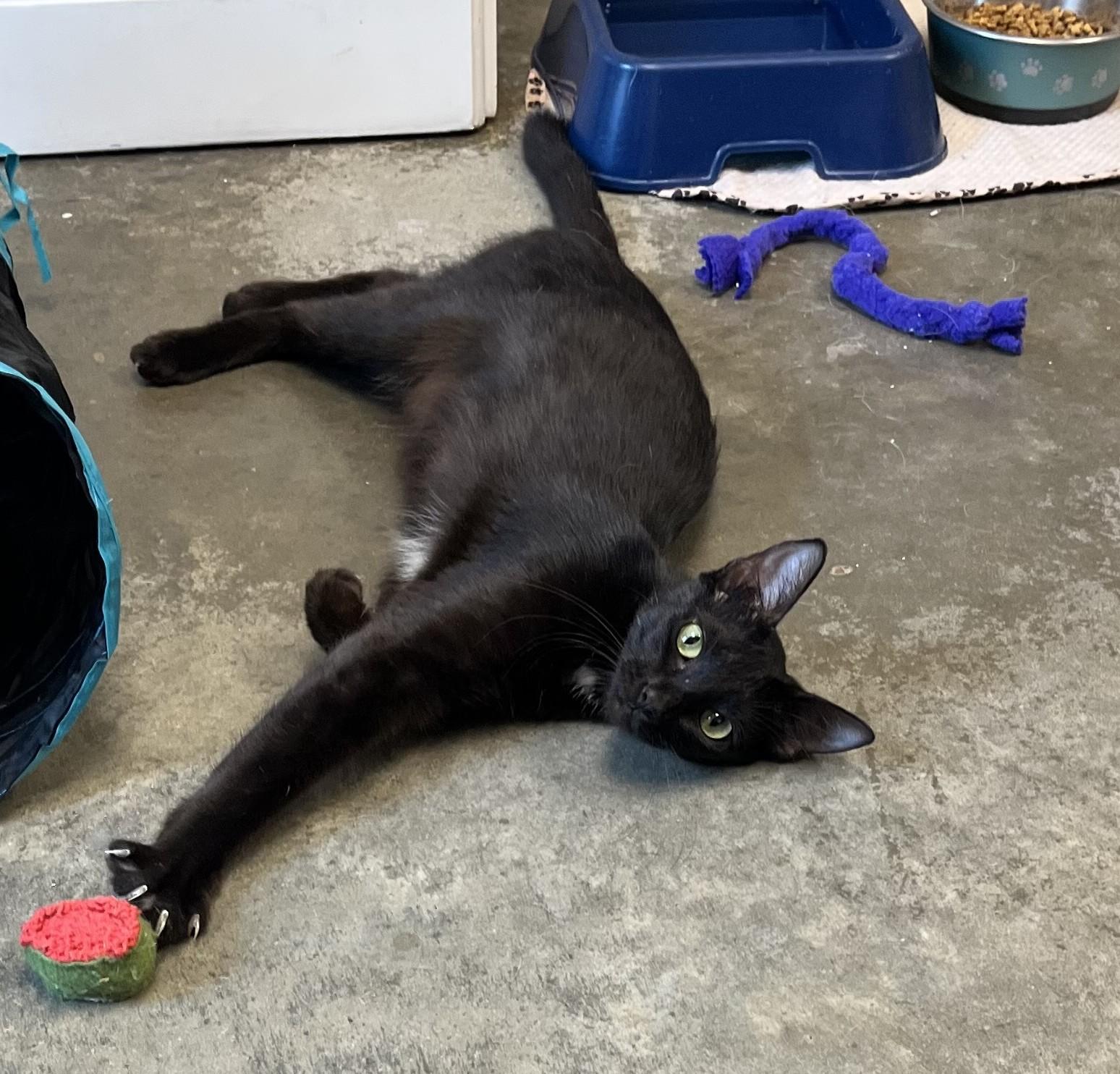 Enlarge Elvira, a Adoptable mixed breed in Hot Springs, AR image 1/2