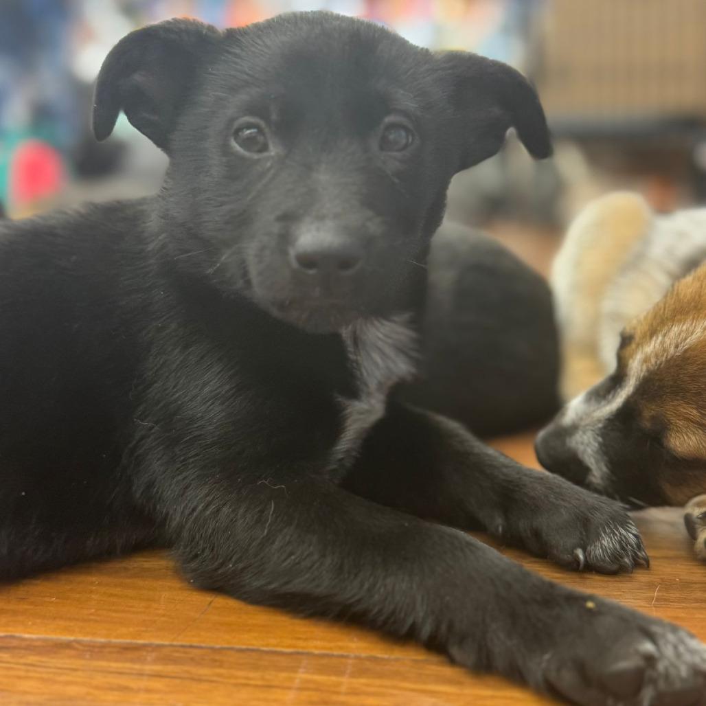 Poppy, Adoptable, Puppy Female Australian Cattle Dog / Blue Heeler & Mixed Breed.