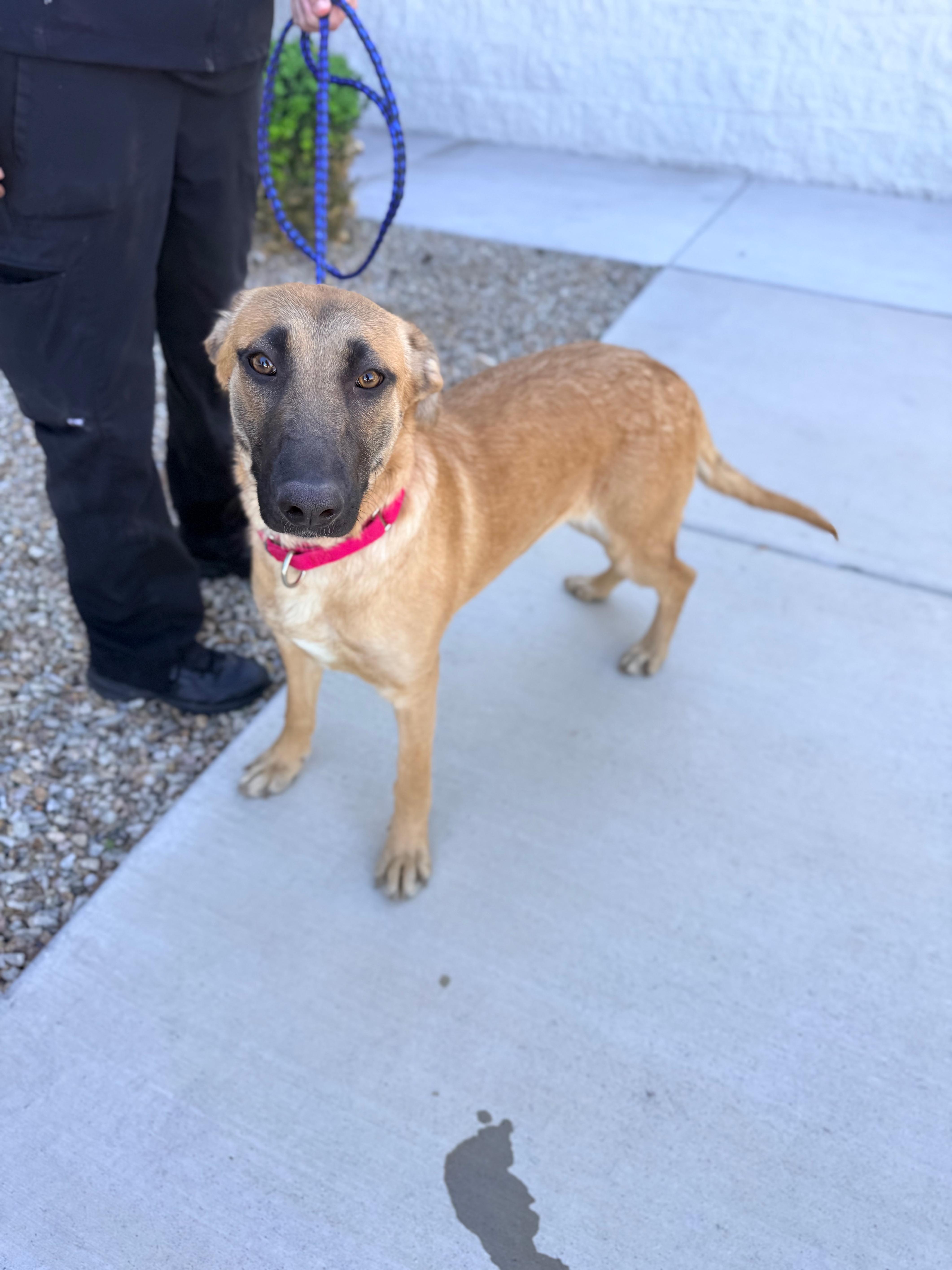 Enlarge Karla, a ADOPTABLE mixed breed in Las Vegas, NV image 1/2
