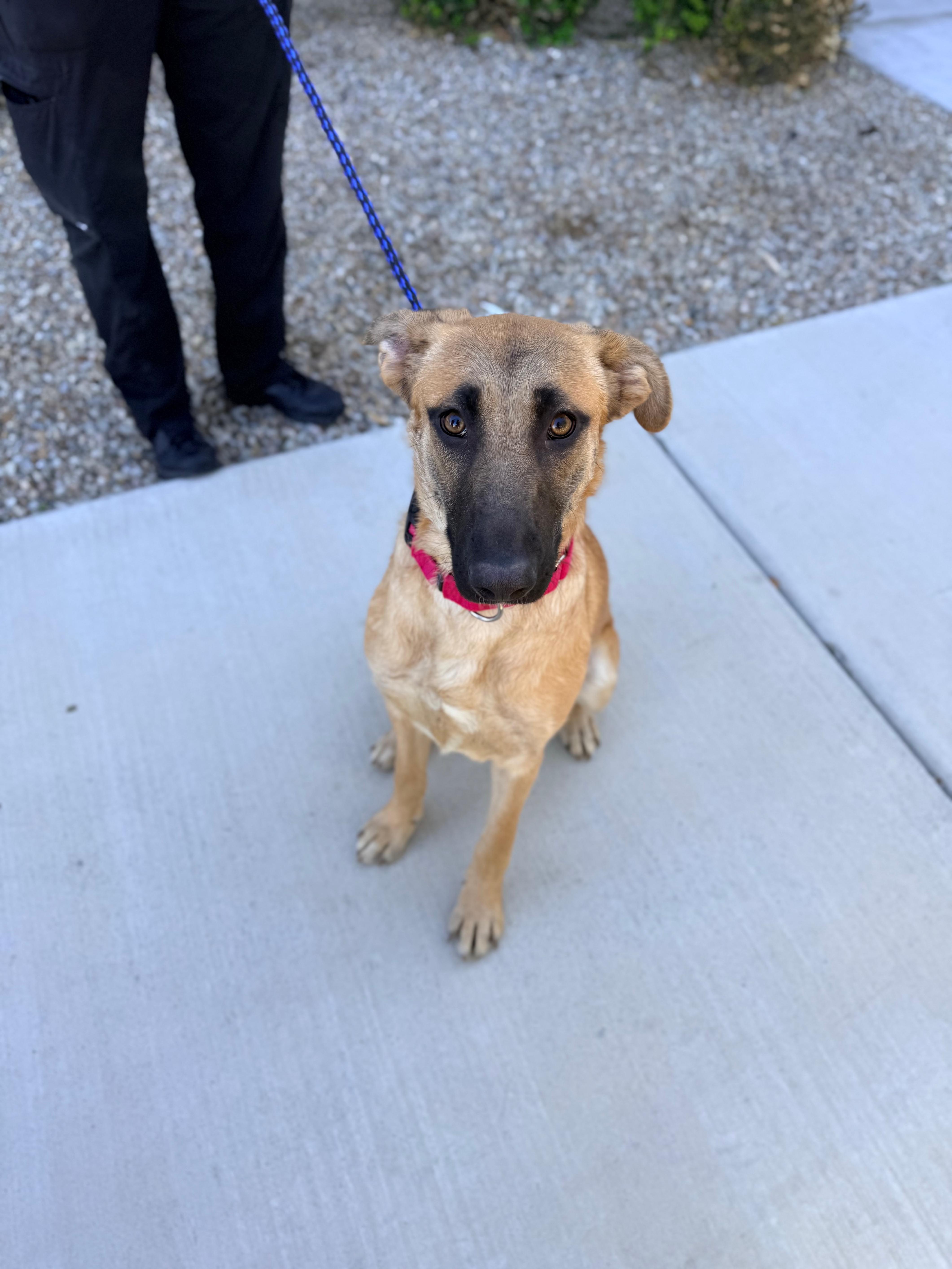 Enlarge Karla, a ADOPTABLE mixed breed in Las Vegas, NV image 2/2