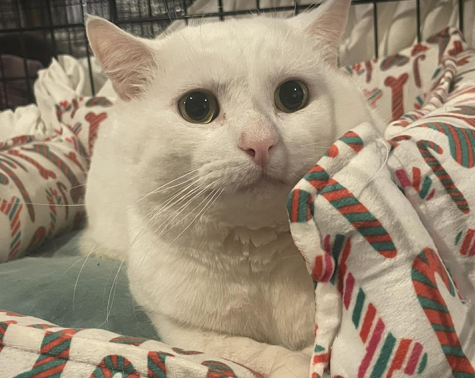 Enlarge Muta , a ADOPTABLE Domestic Short Hair in Kent, OH image 2/6
