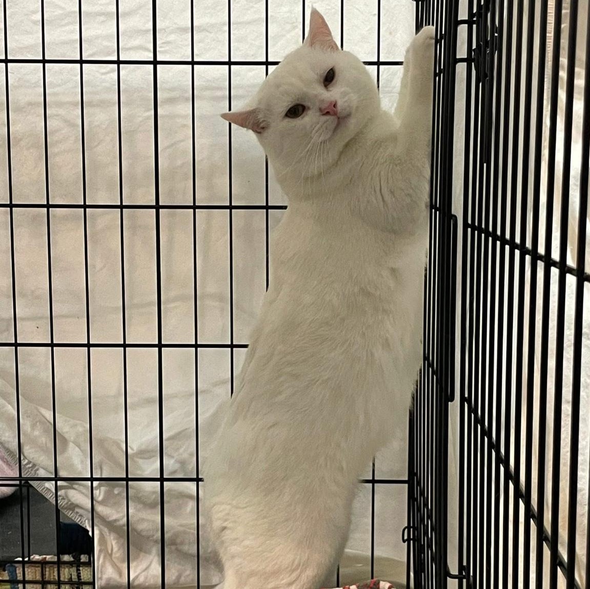 Enlarge Muta , a ADOPTABLE Domestic Short Hair in Kent, OH image 4/6