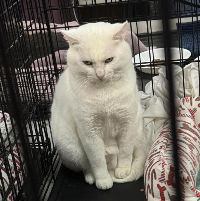 Enlarge Muta , a ADOPTABLE Domestic Short Hair in Kent, OH image 3/6