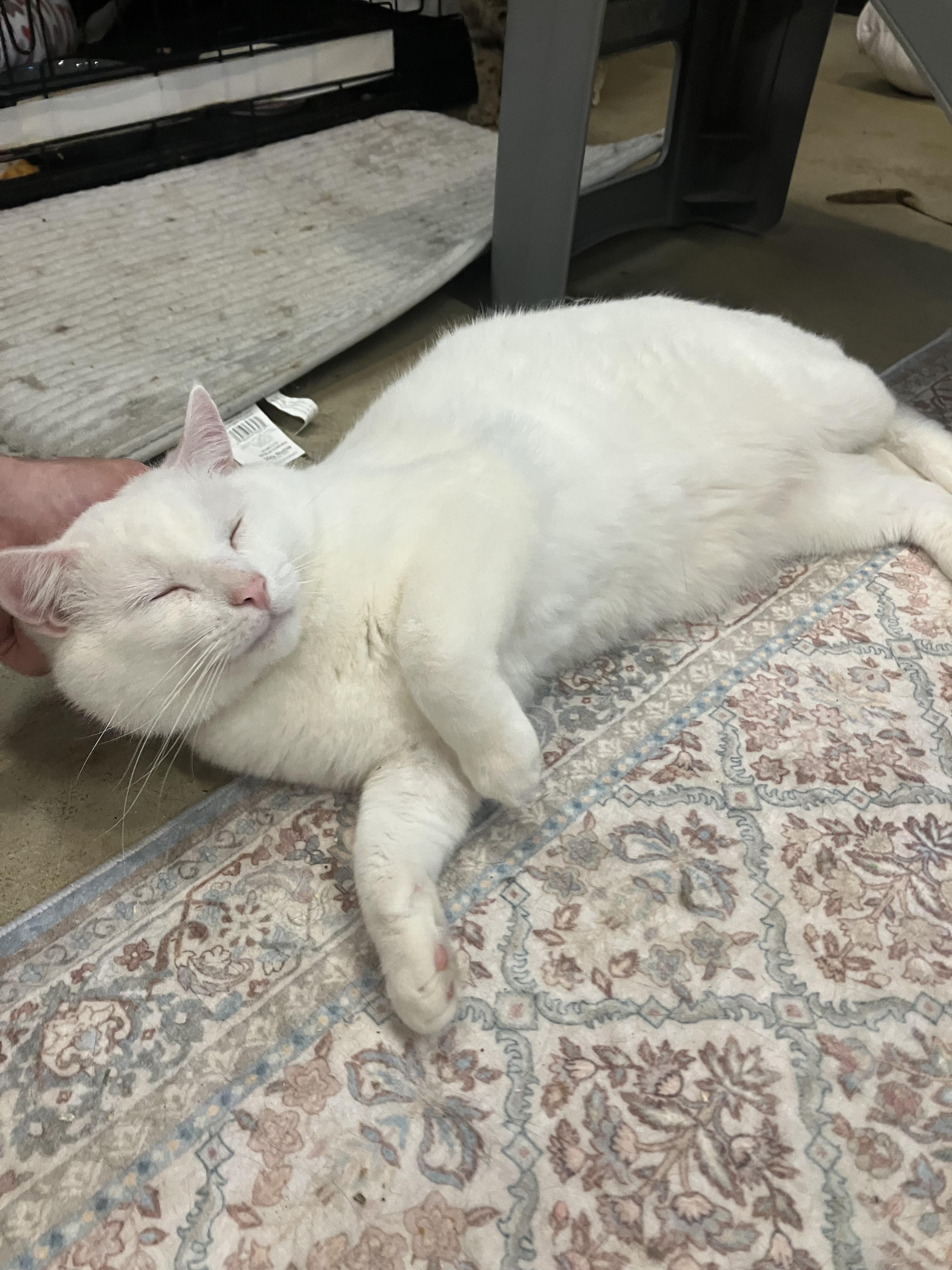 Enlarge Muta , a ADOPTABLE Domestic Short Hair in Kent, OH image 5/6
