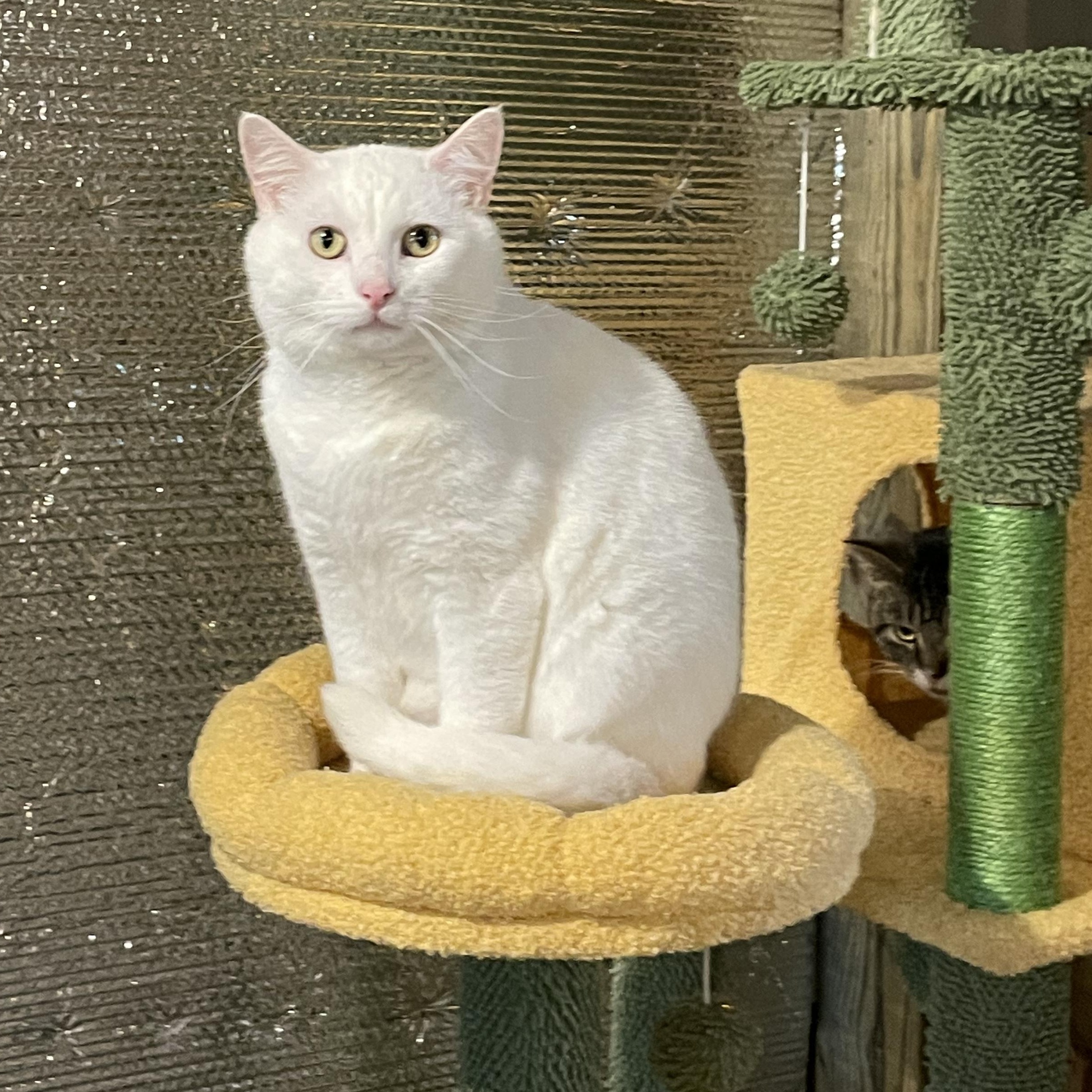 Muta , ADOPTABLE, Adult Male Domestic Short Hair.