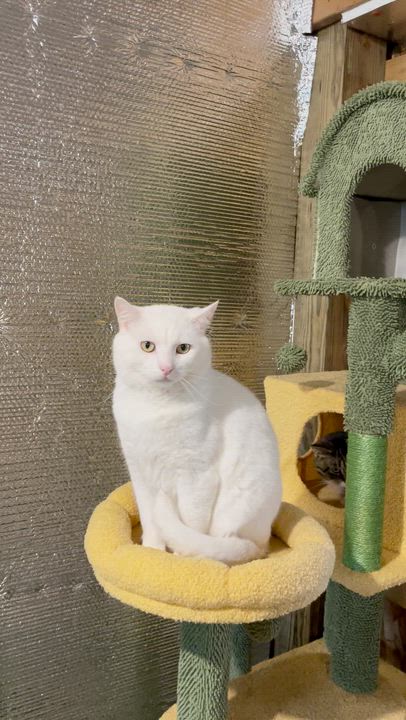 Enlarge Muta , a ADOPTABLE Domestic Short Hair in Kent, OH video 6/6