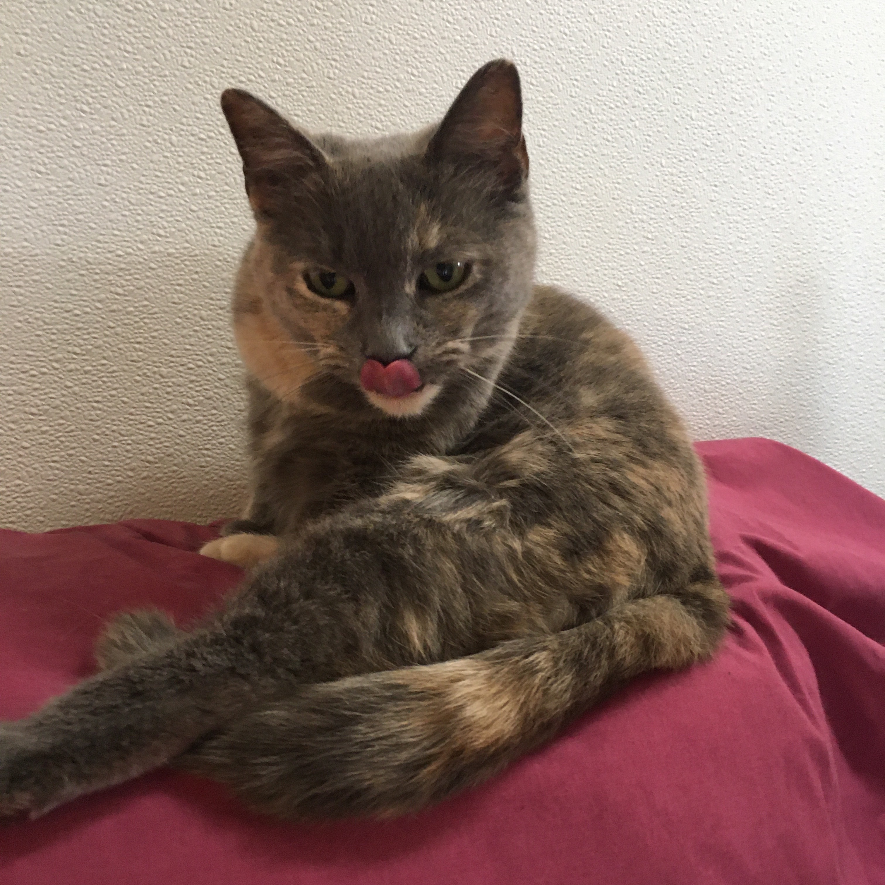 Enlarge Melody, a Adoptable Dilute Tortoiseshell in Vine Grove, KY image 8/12