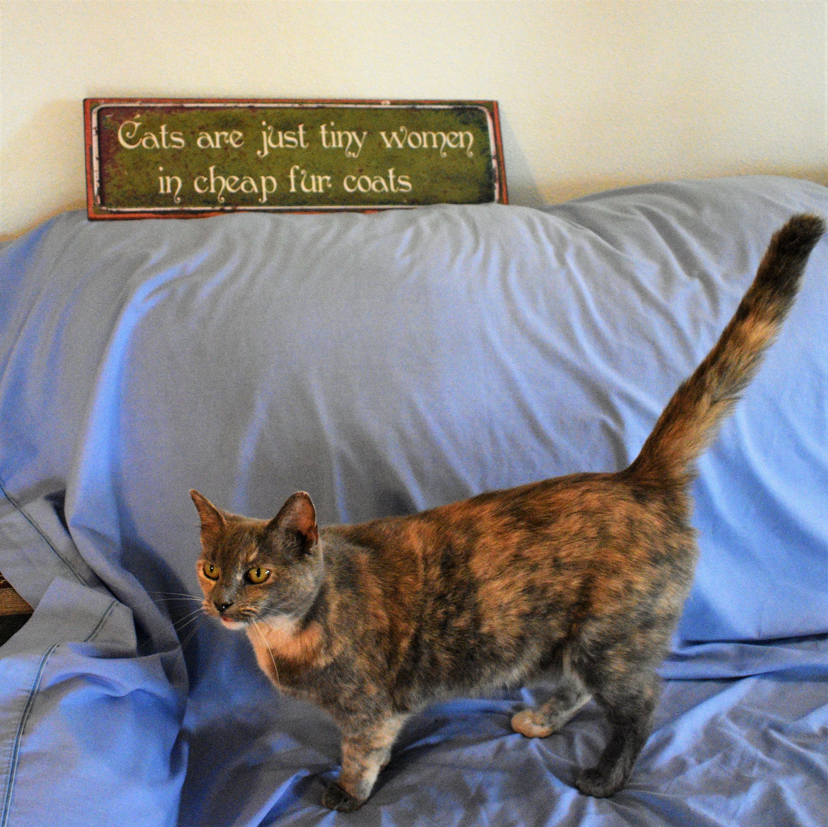 Enlarge Melody, a Adoptable Dilute Tortoiseshell in Vine Grove, KY image 9/12