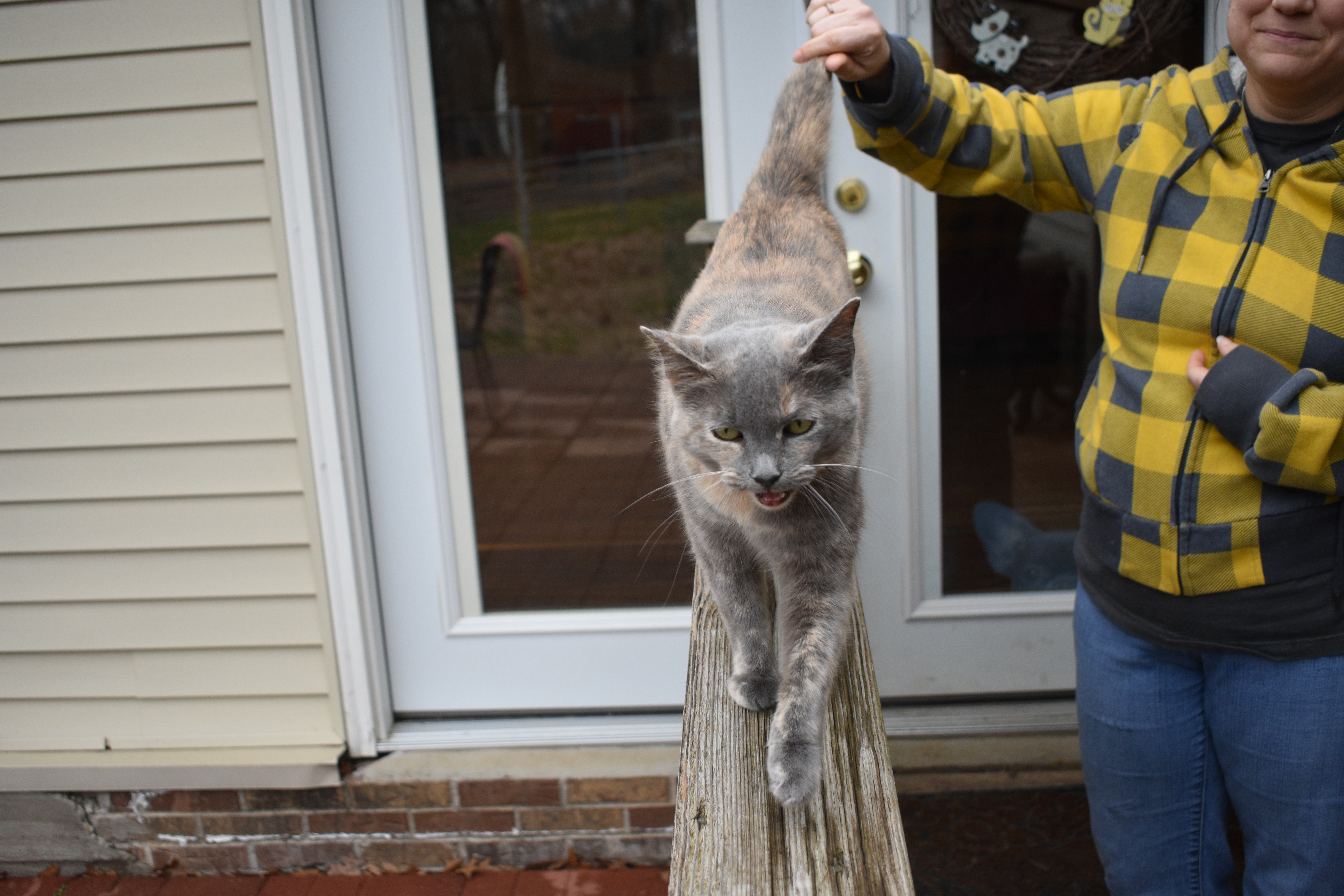 Enlarge Melody, a Adoptable Dilute Tortoiseshell in Vine Grove, KY image 10/12