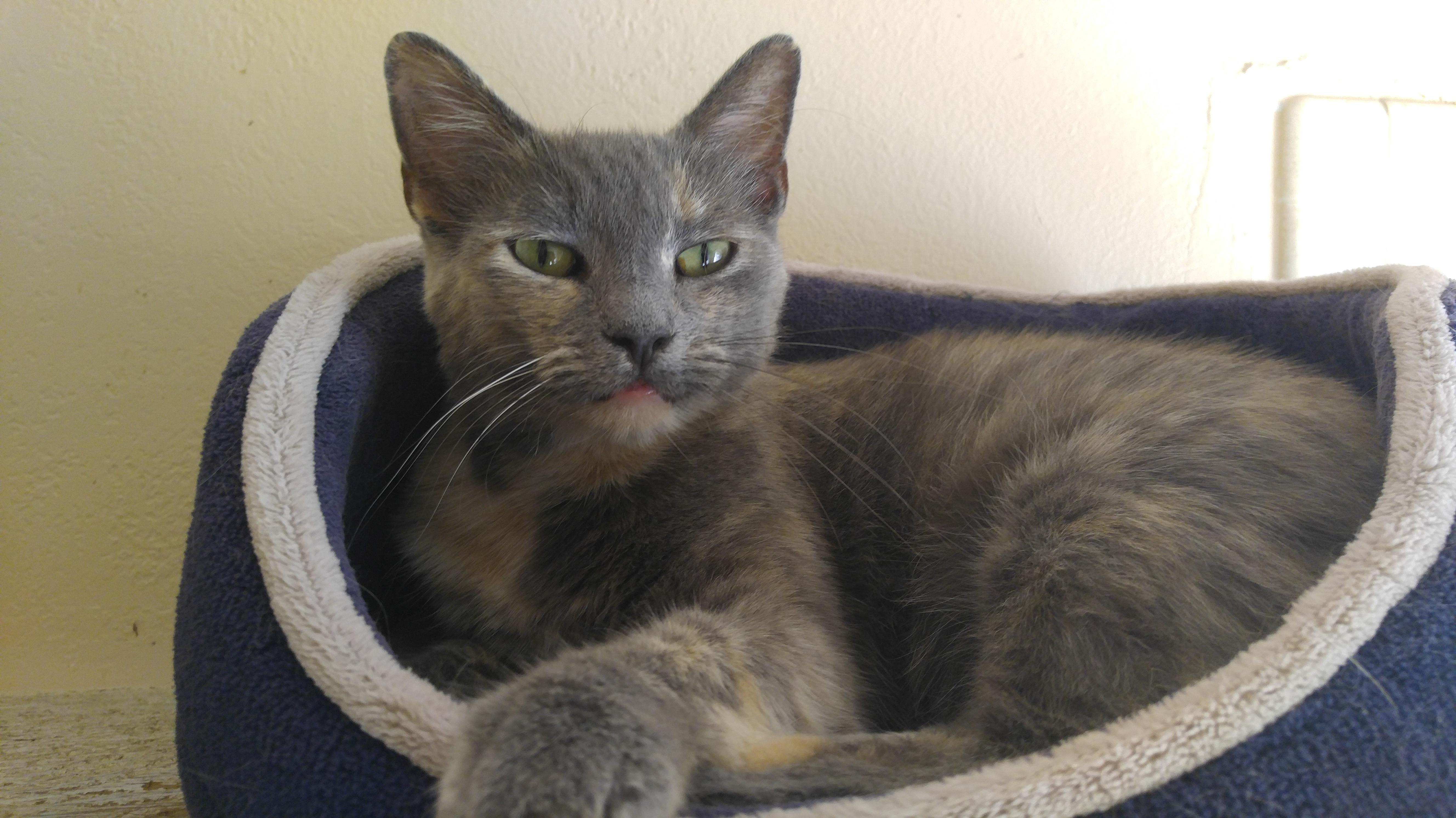 Enlarge Melody, a Adoptable Dilute Tortoiseshell in Vine Grove, KY image 11/12