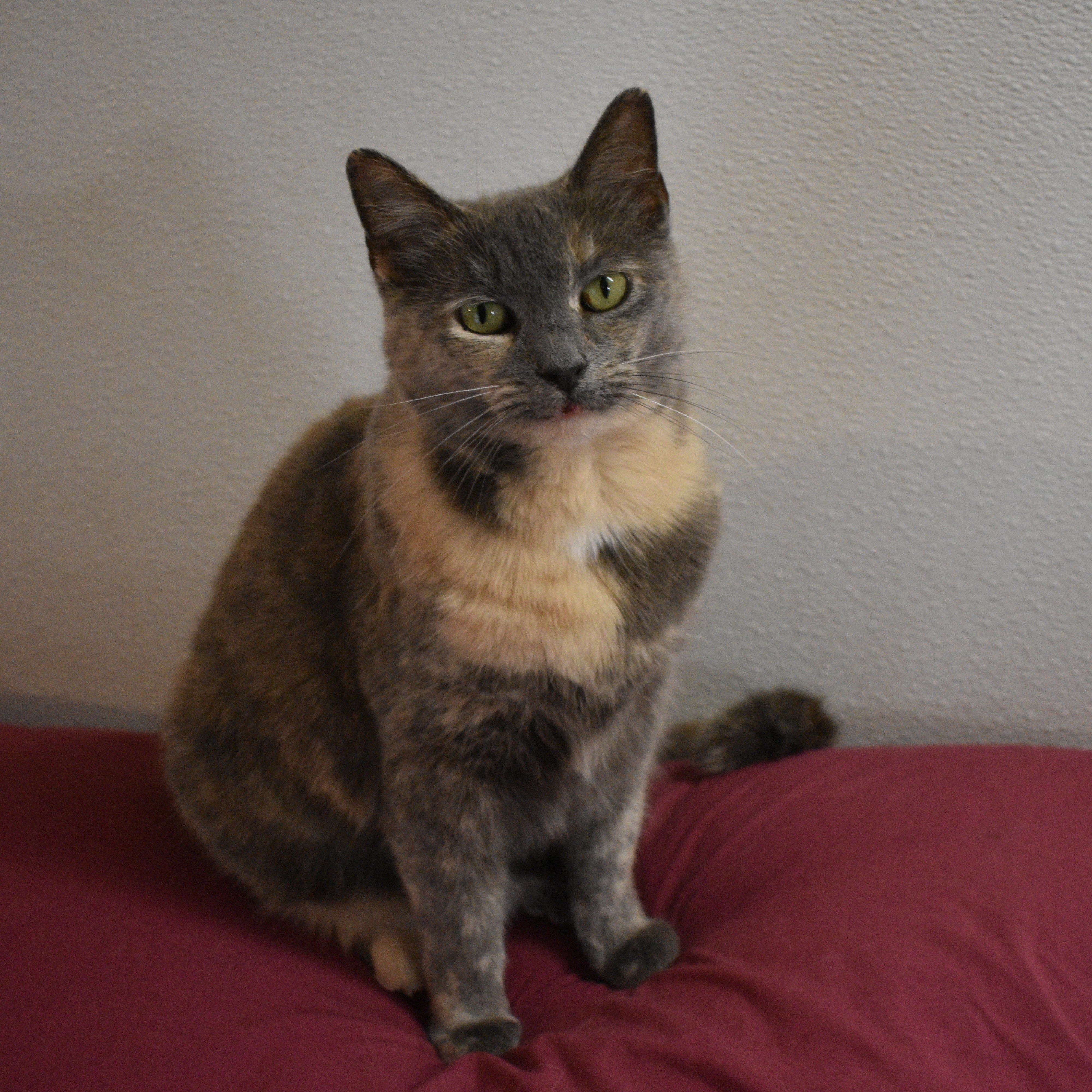 Melody, an adoptable Dilute Tortoiseshell in Vine Grove, KY, 40175 | Photo Image 1