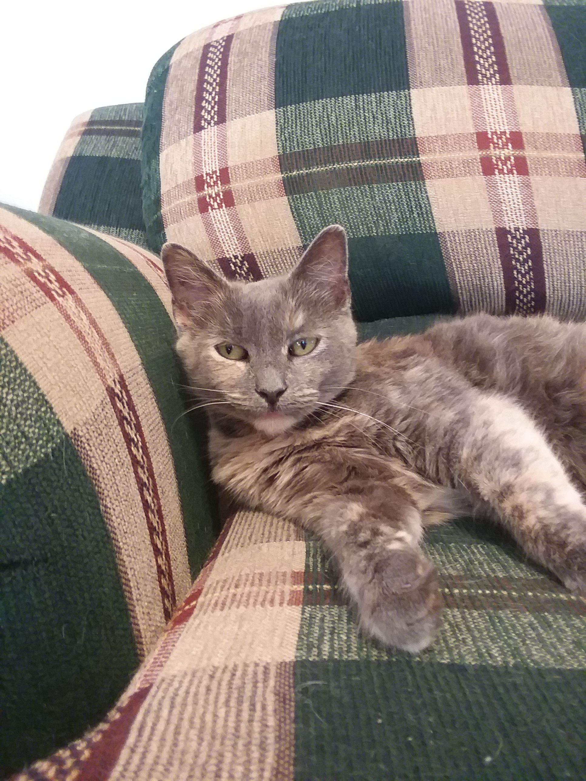 Enlarge Melody, a Adoptable Dilute Tortoiseshell in Vine Grove, KY image 12/12