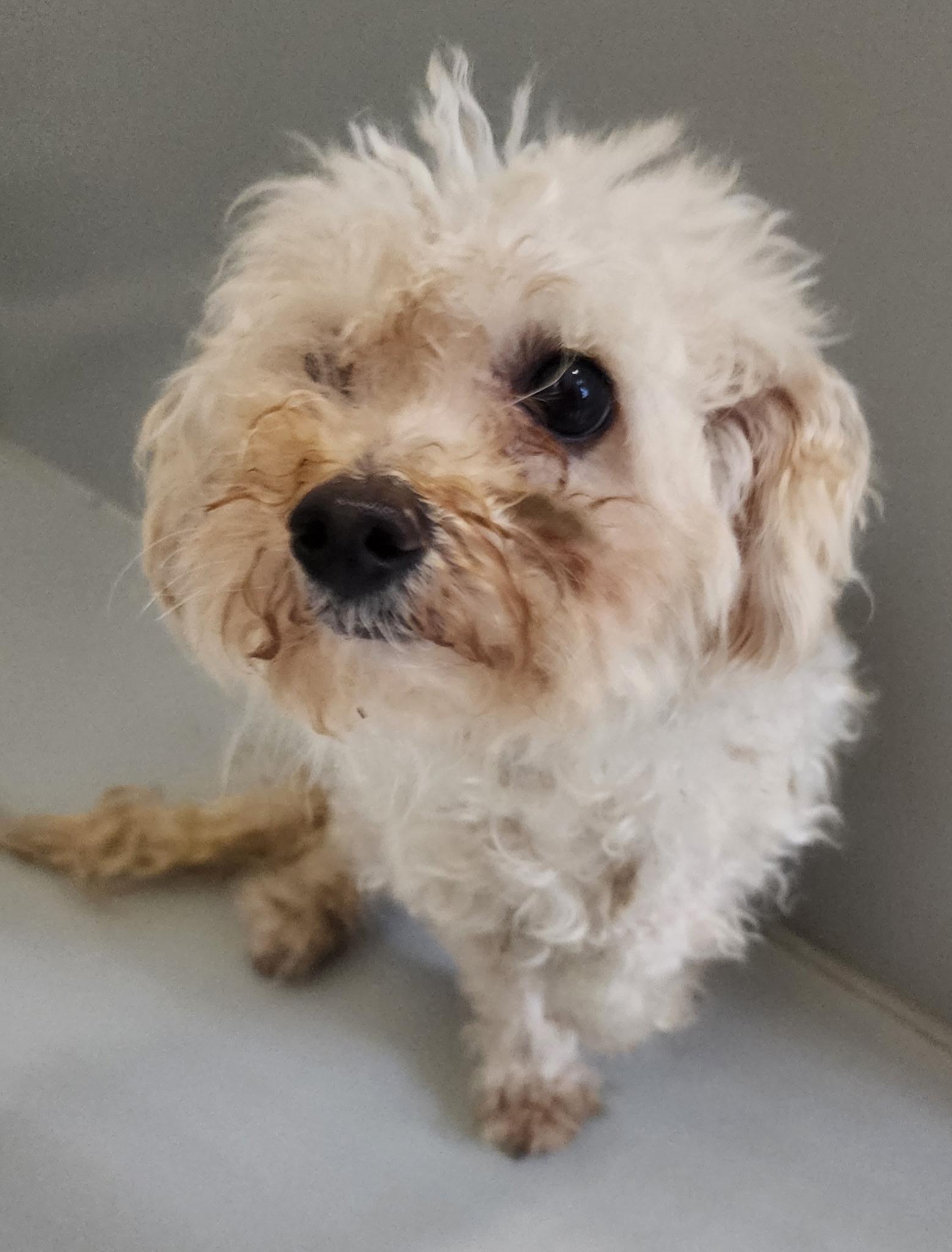 Enlarge sylvia, an adopted mixed breed in Chelmsford, MA image 1/1