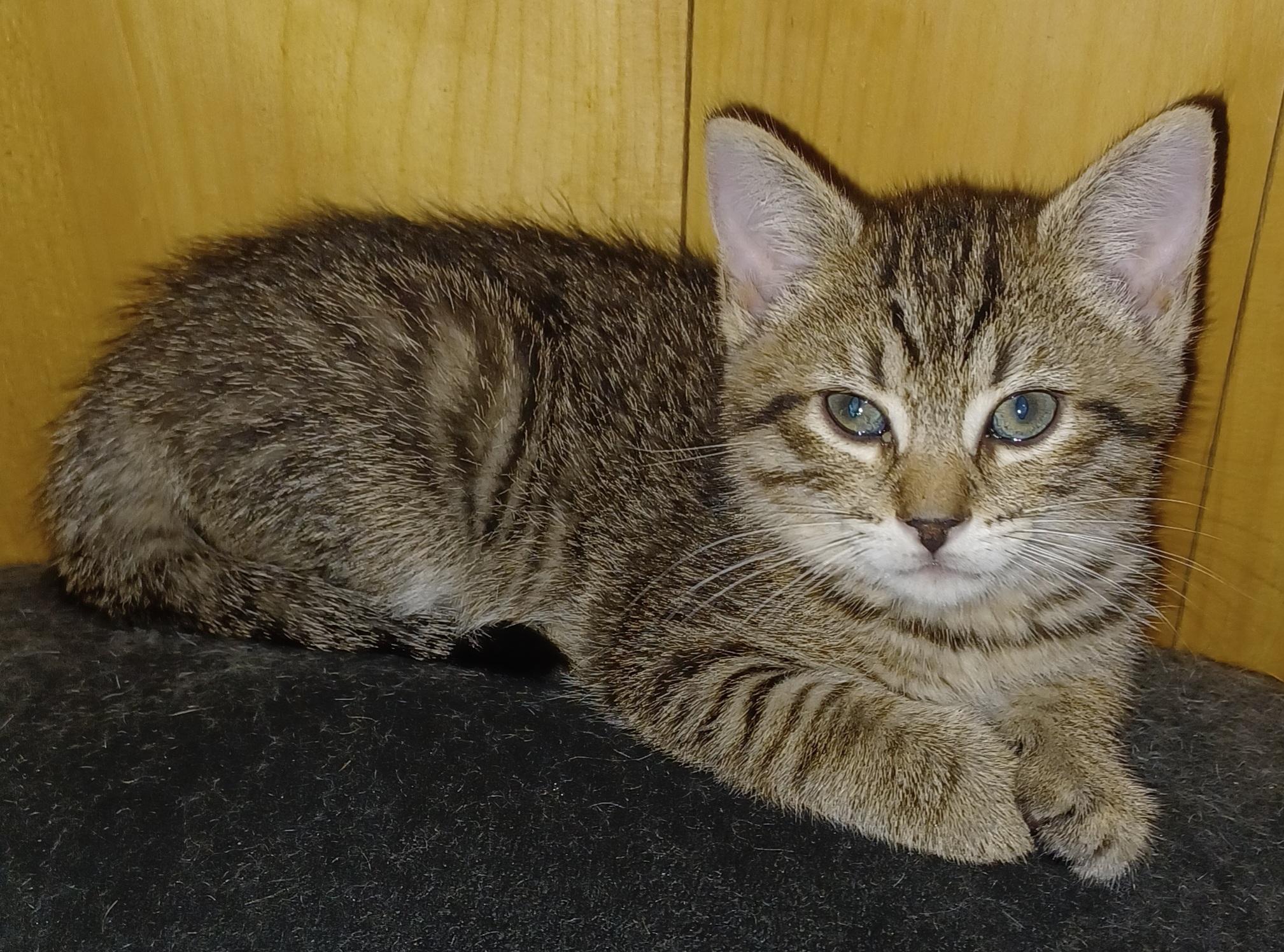 Laurel, an adoptable Domestic Short Hair in Morgantown, WV_image-1