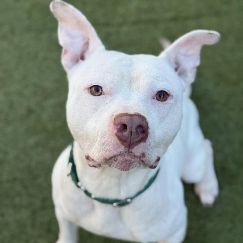 Buccaneer, Adoptable, Adult Male Pit Bull Terrier.