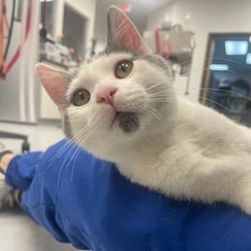 Electric Bill, an adopted Domestic Short Hair in Madison, WI image 1/4