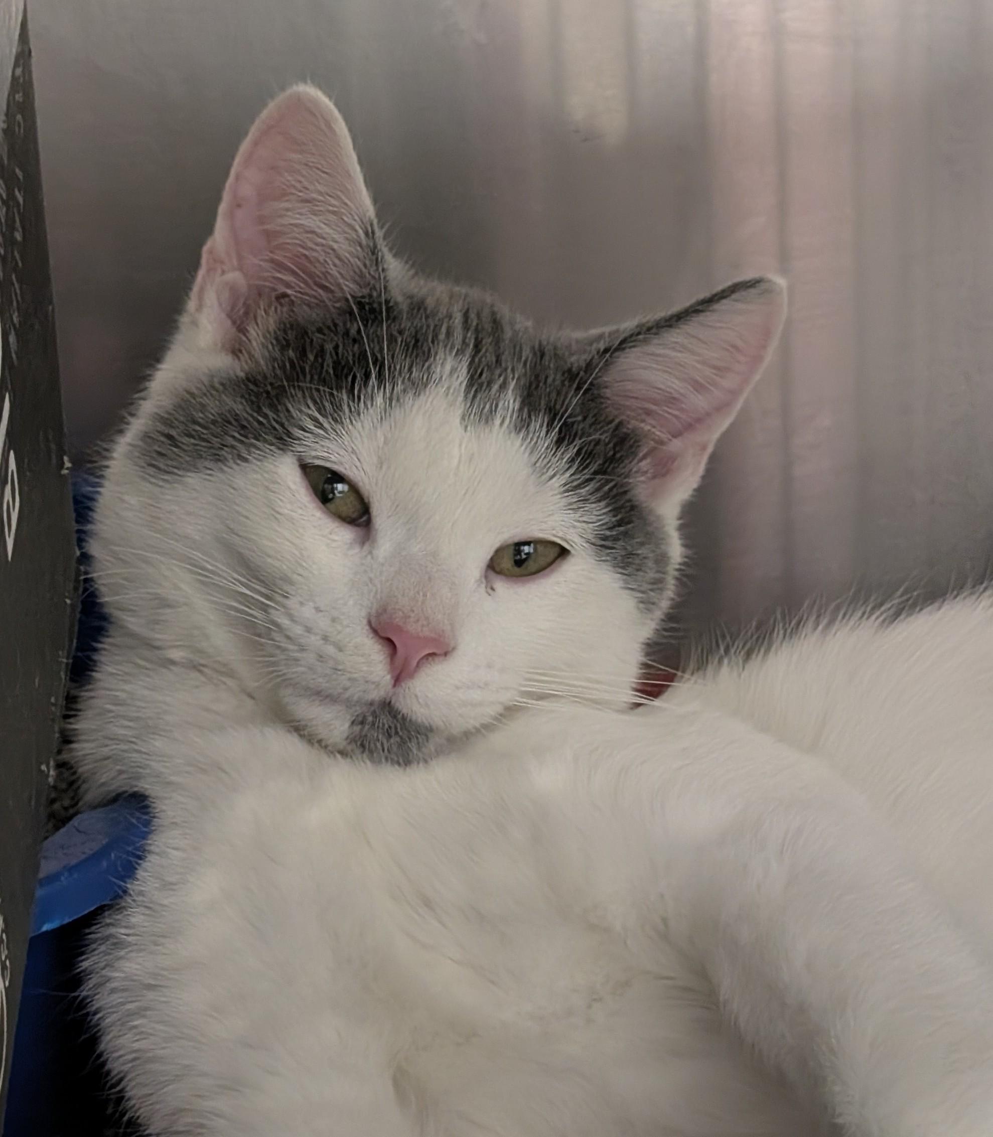 Electric Bill, adopted, Kitten Male Domestic Short Hair.