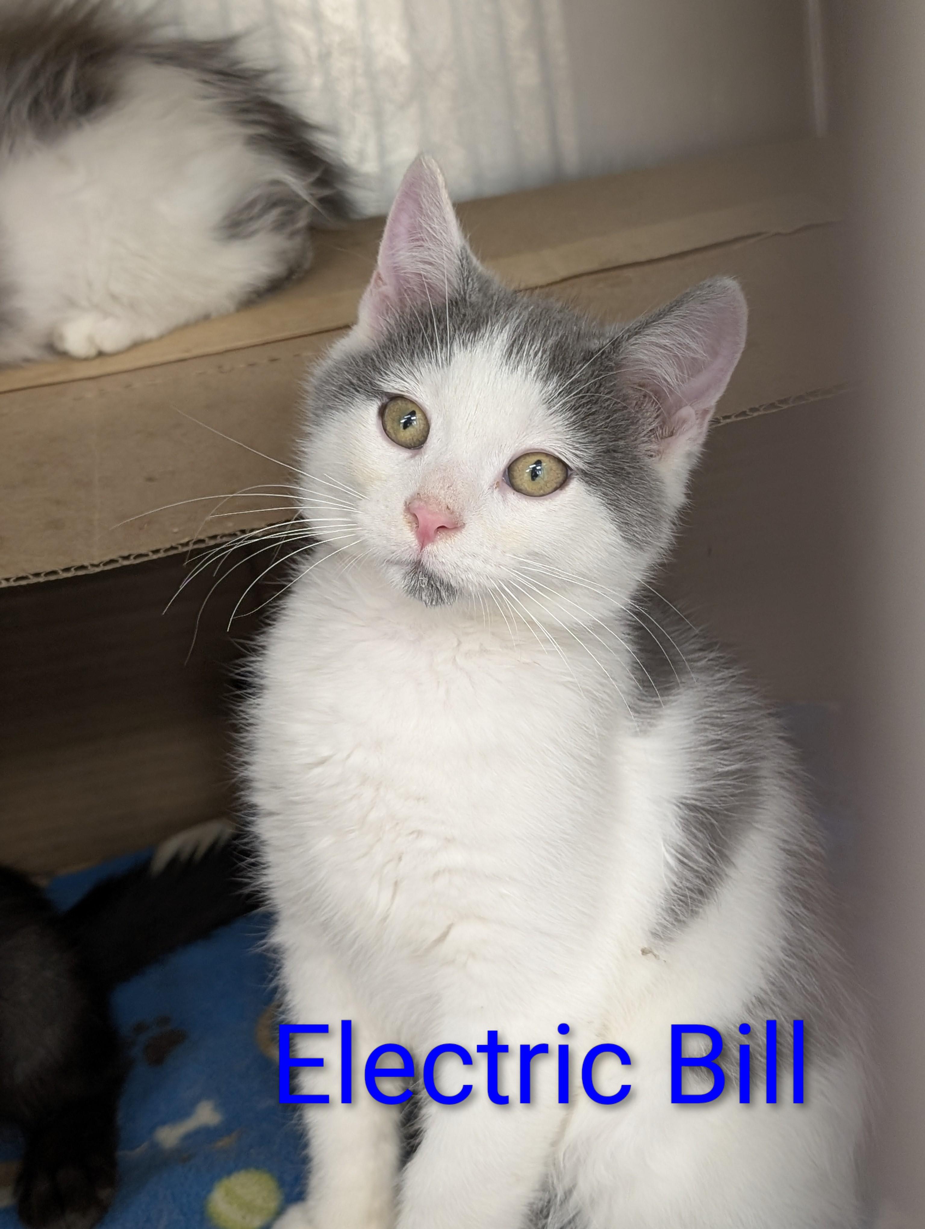 Electric Bill