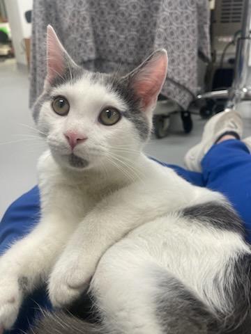 Electric Bill, an adopted Domestic Short Hair in Madison, WI image 3/4