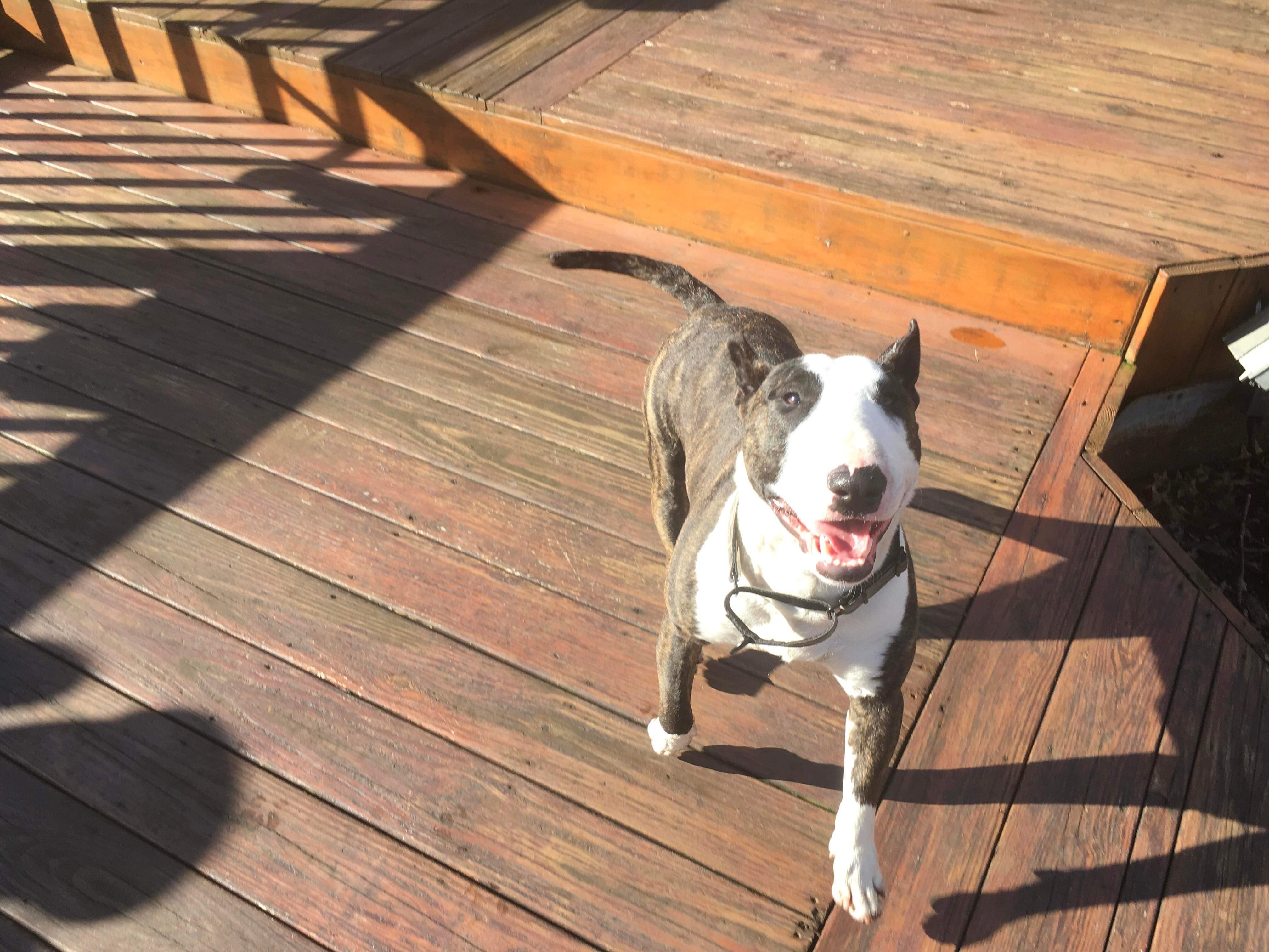 Enlarge 22-028 Rocky, a Adopted Bull Terrier in New York, NY image 1/1