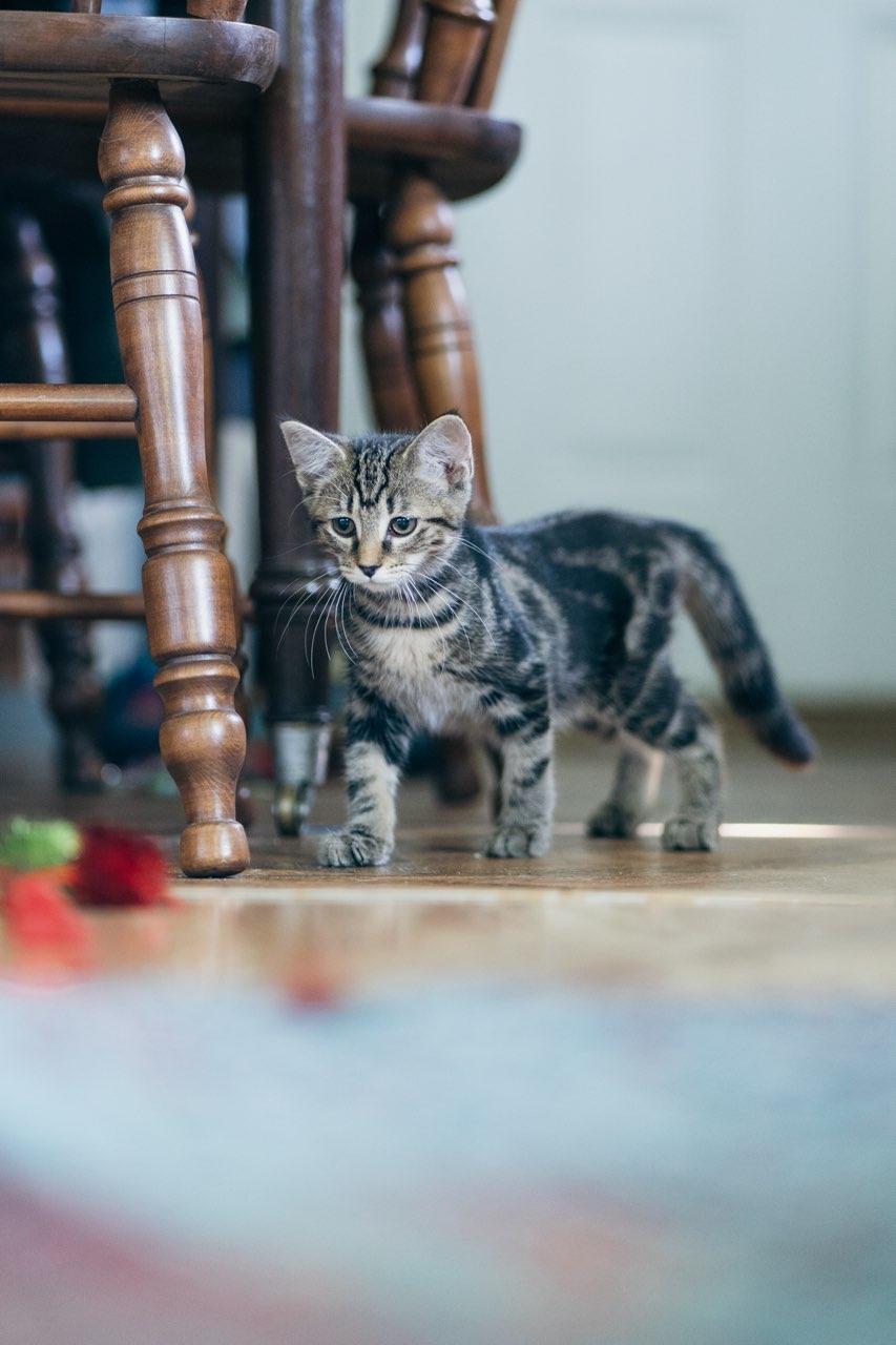 Enlarge Minvera, a ADOPTABLE American Shorthair in Erwin, TN image 2/3