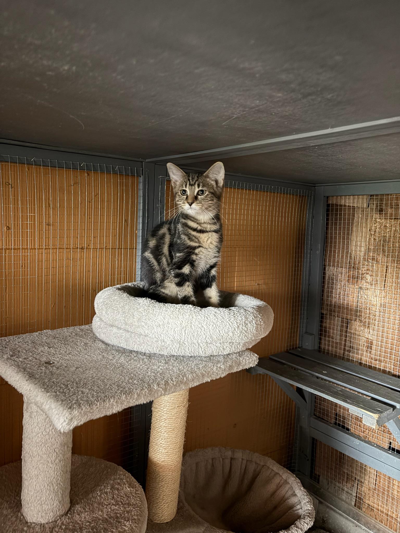 Minvera, ADOPTABLE, Young Female American Shorthair.