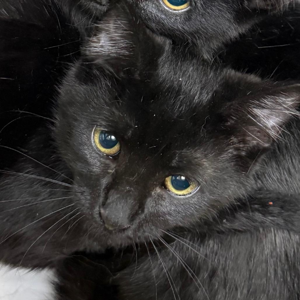 Barn Cat Diego, Adoptable, Kitten Male Domestic Short Hair.