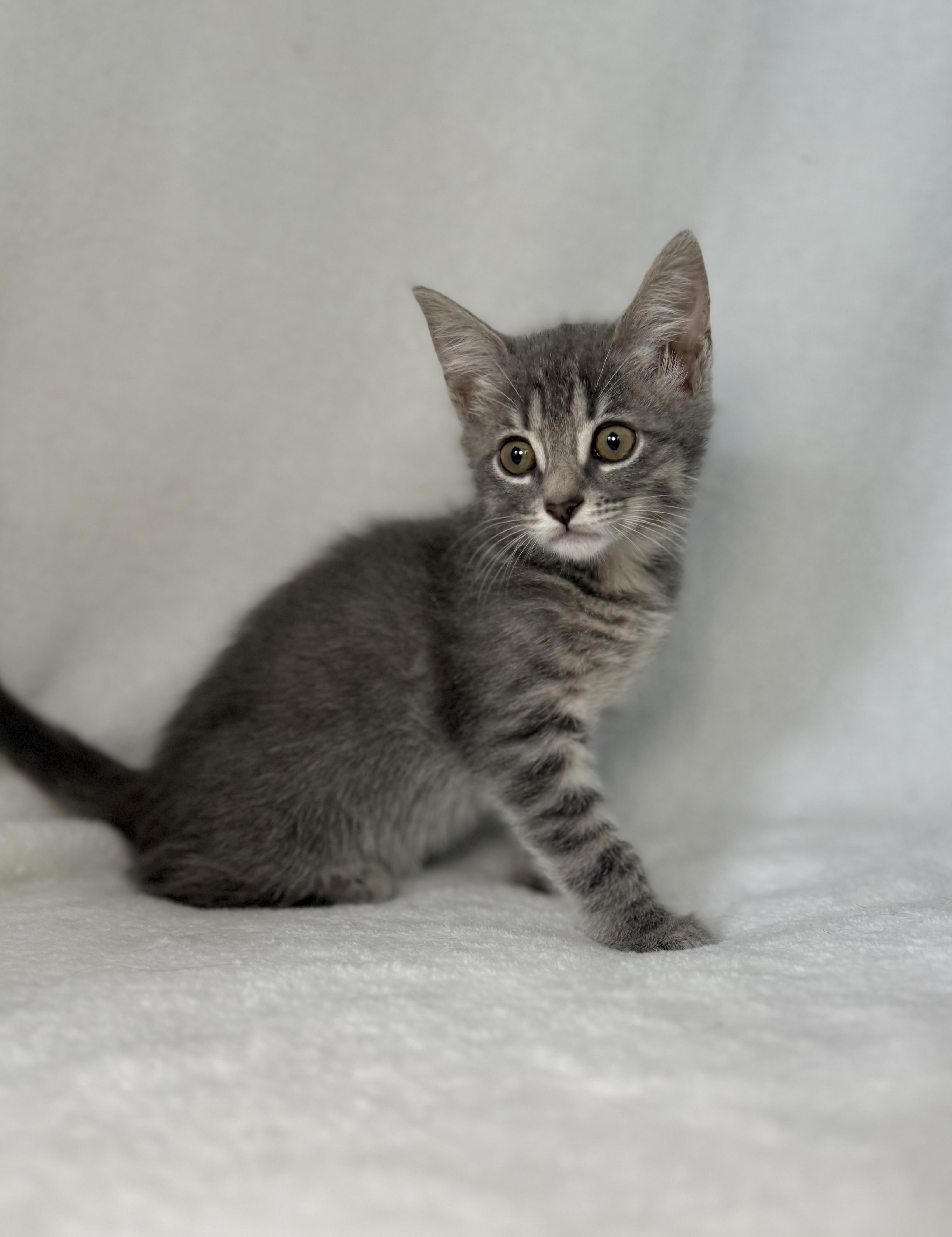 Enlarge Hodgins, a Adoptable mixed breed in Greensboro, NC image 3/5