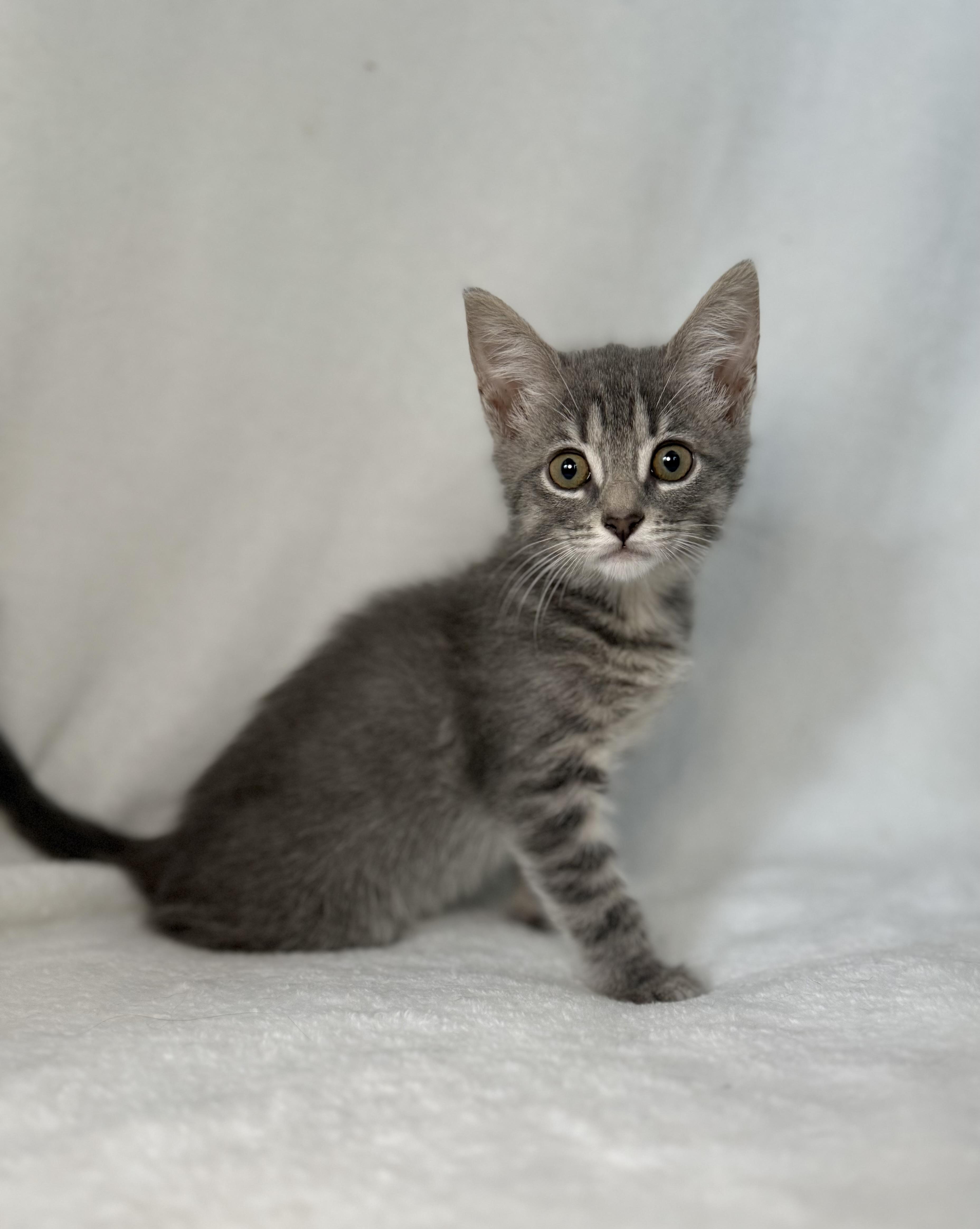 Enlarge Hodgins, a Adoptable mixed breed in Greensboro, NC image 4/5