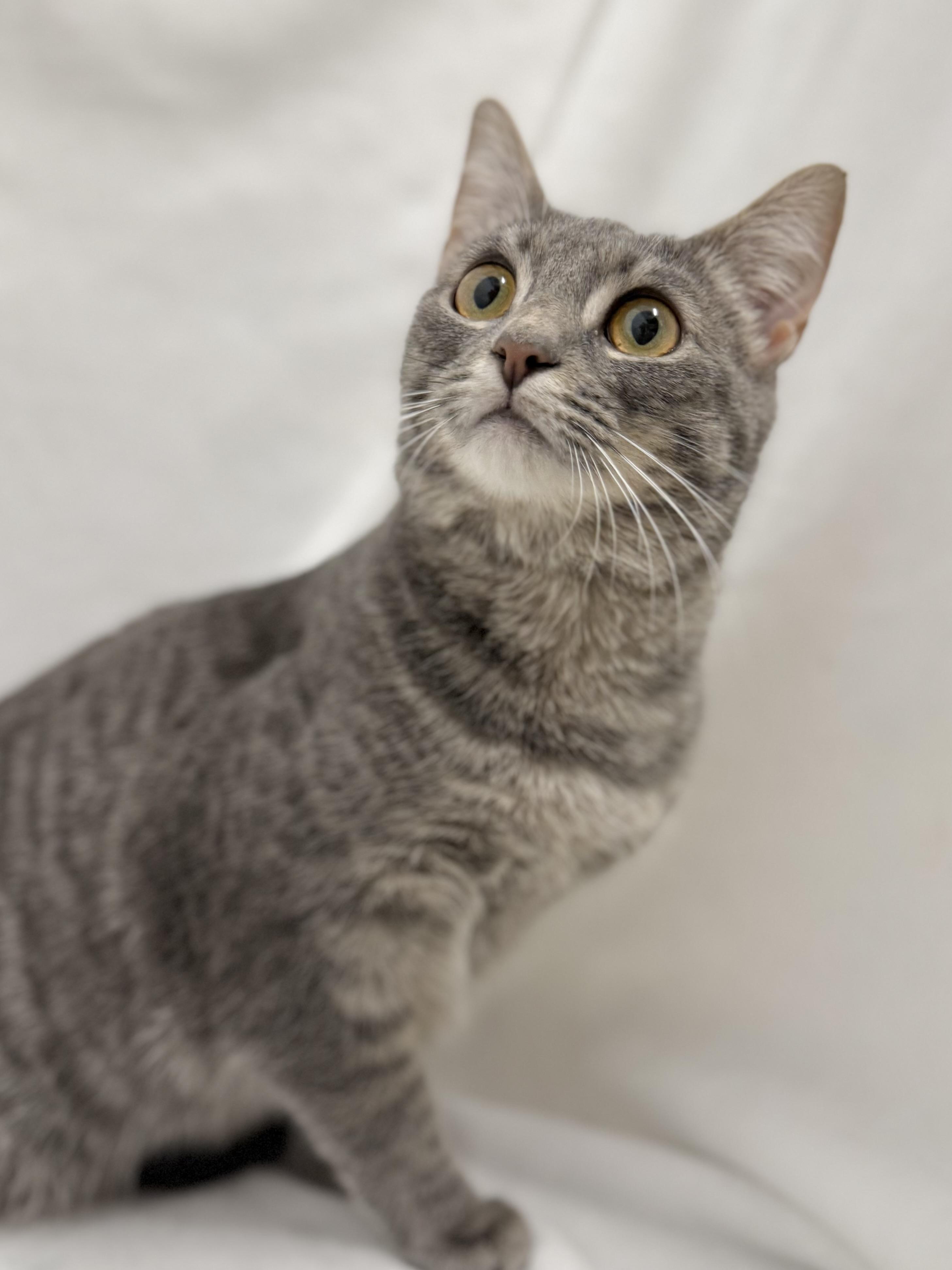 Enlarge Hodgins, a Adoptable mixed breed in Greensboro, NC image 2/5