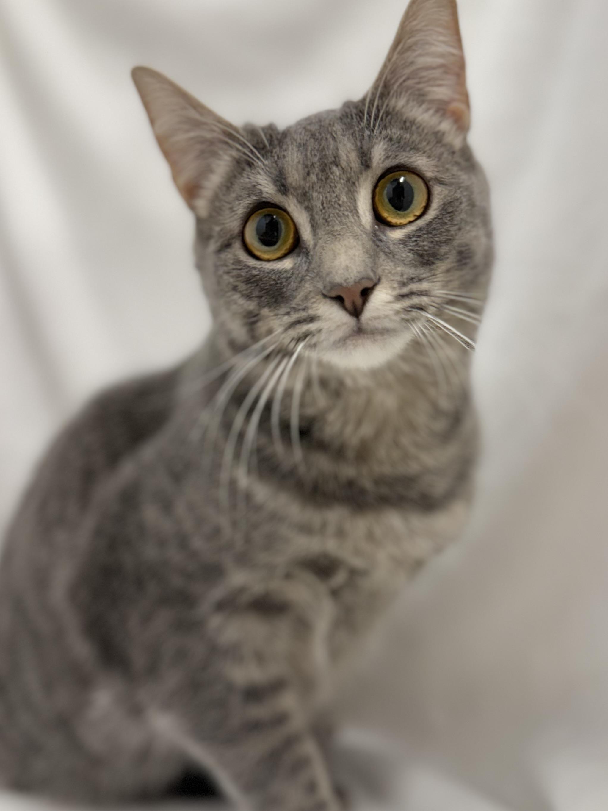 Hodgins, Adoptable, Kitten Female Domestic Short Hair & Tabby.